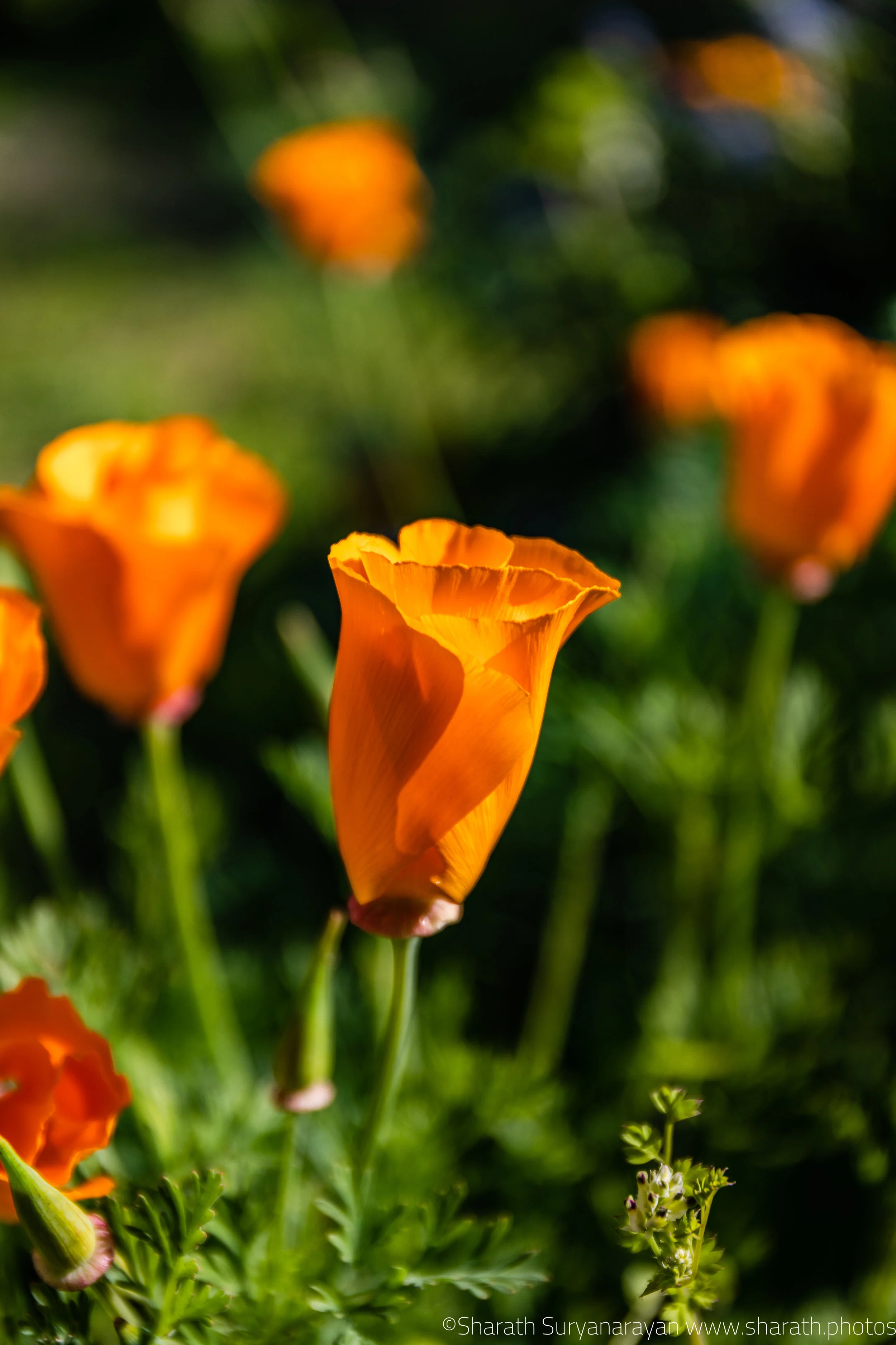 SF-Spring-2018-32.jpg