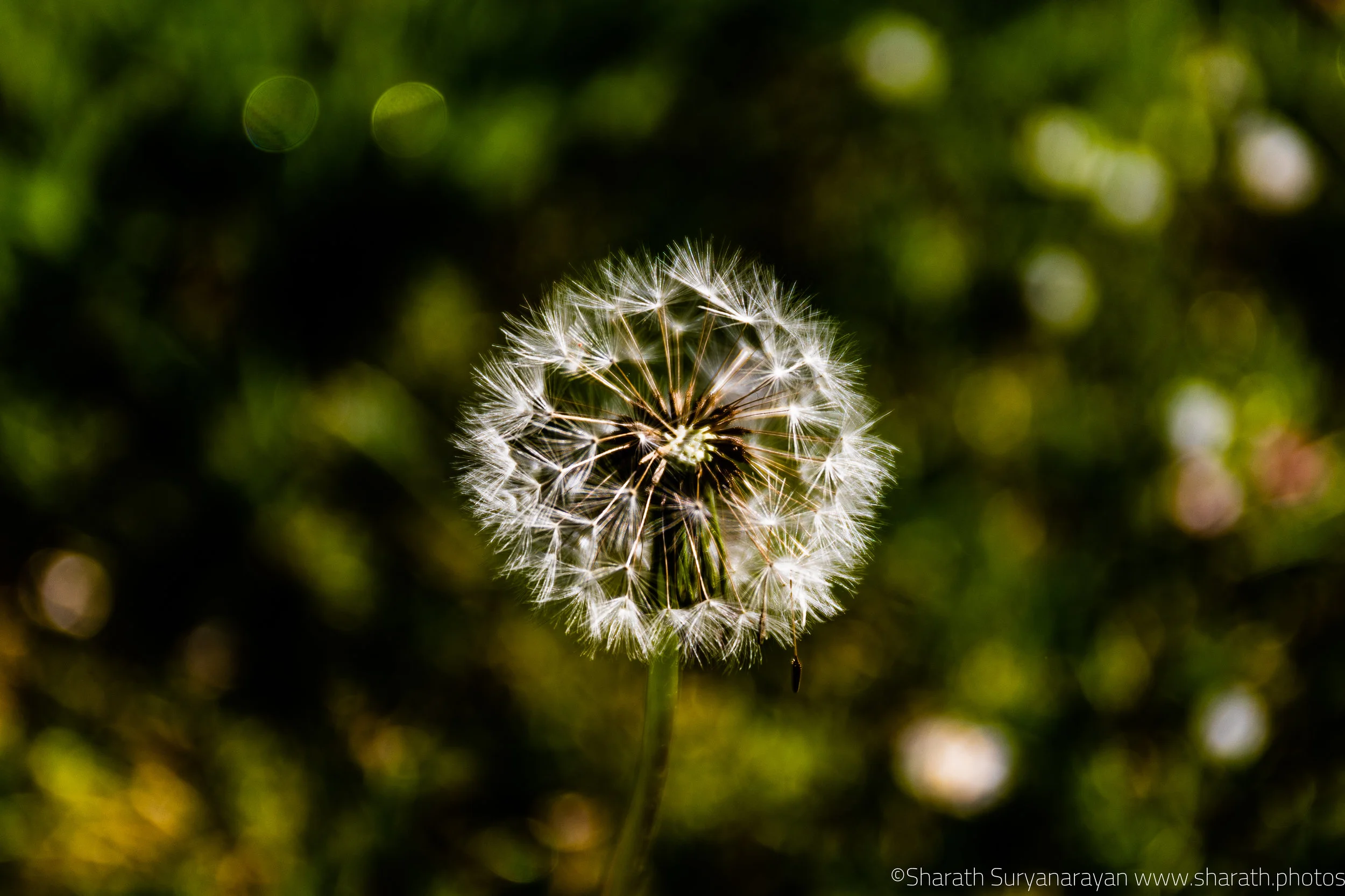 SF-Spring-2018-33.jpg