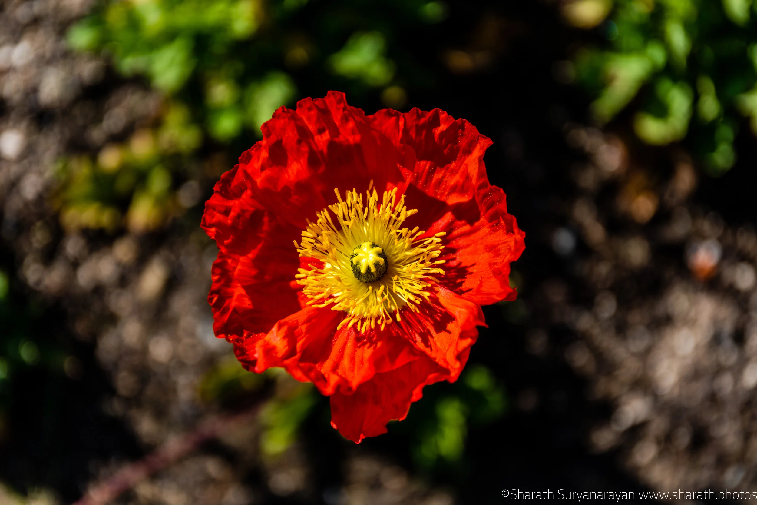 SF-Spring-2018-34.jpg