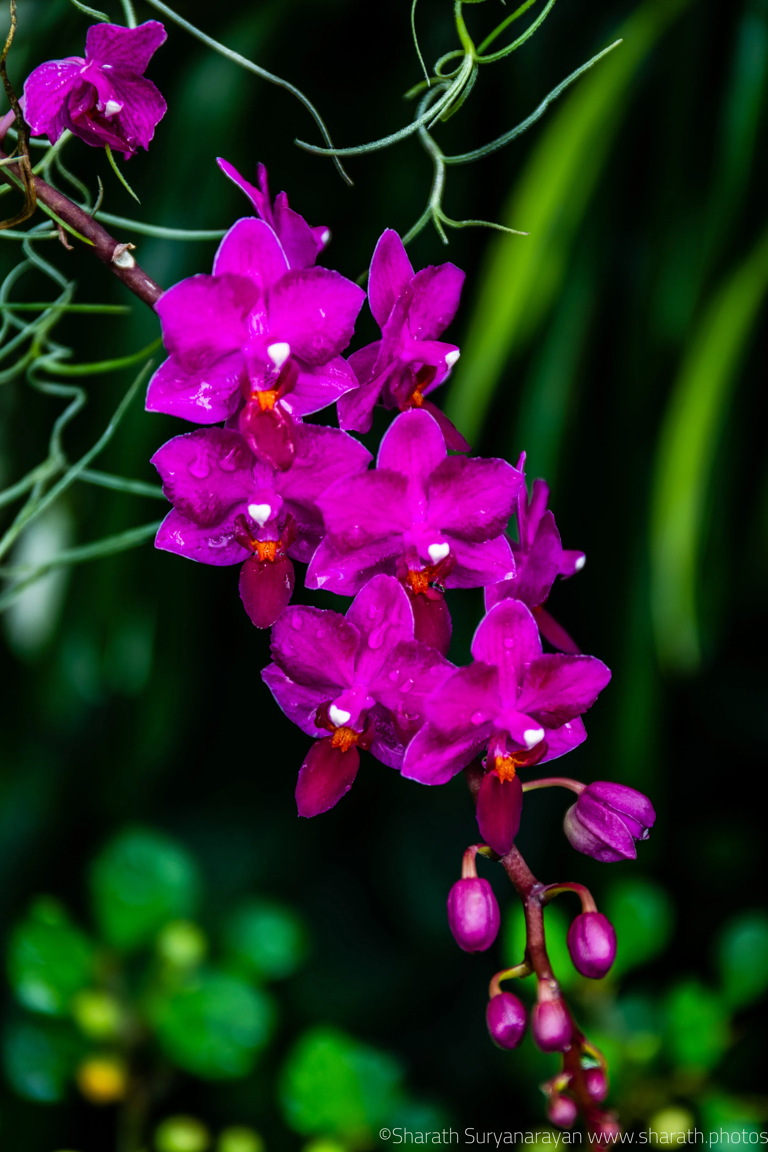 SF-Spring-2018-36.jpg