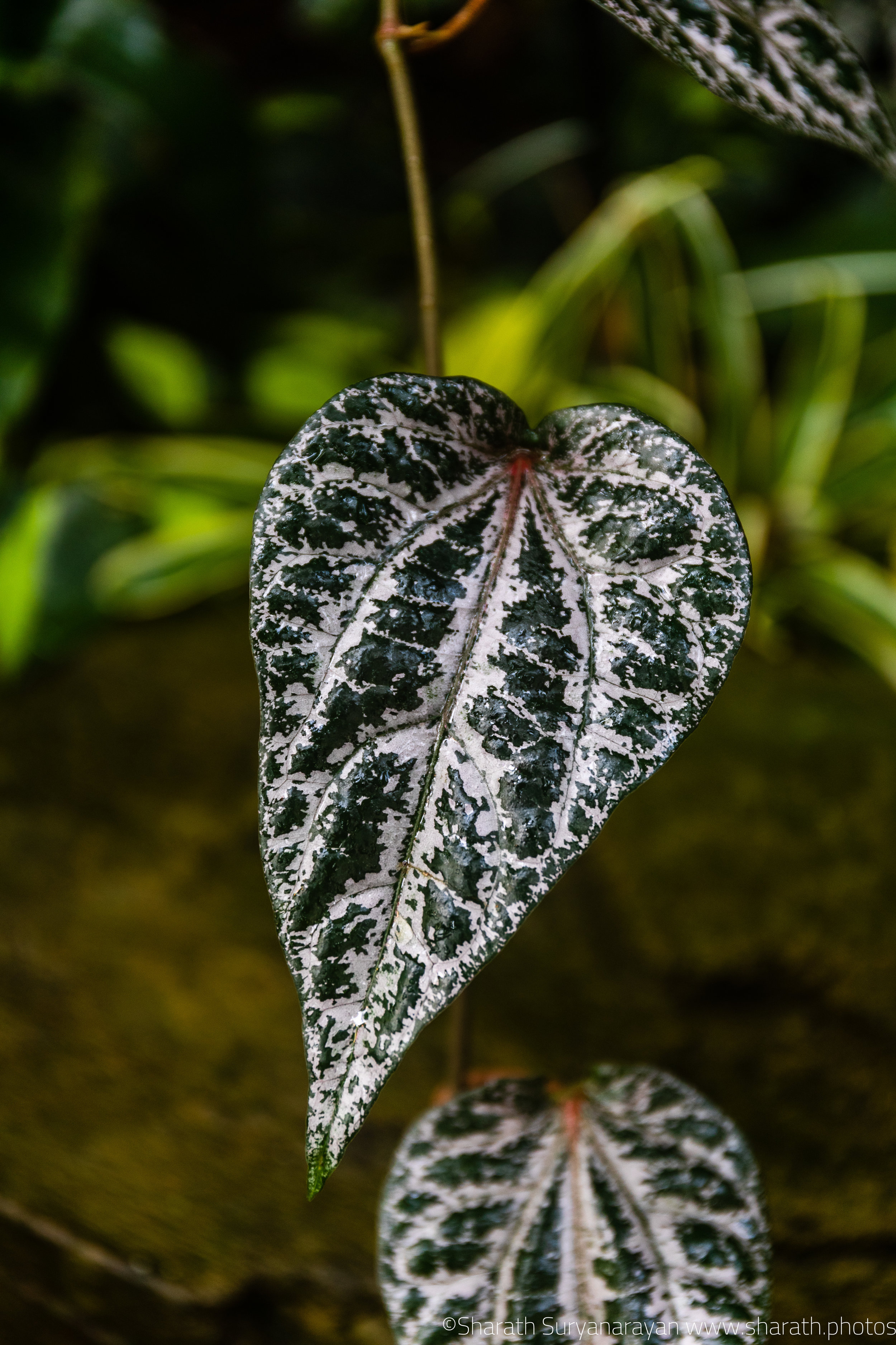 SF-Spring-2018-37.jpg