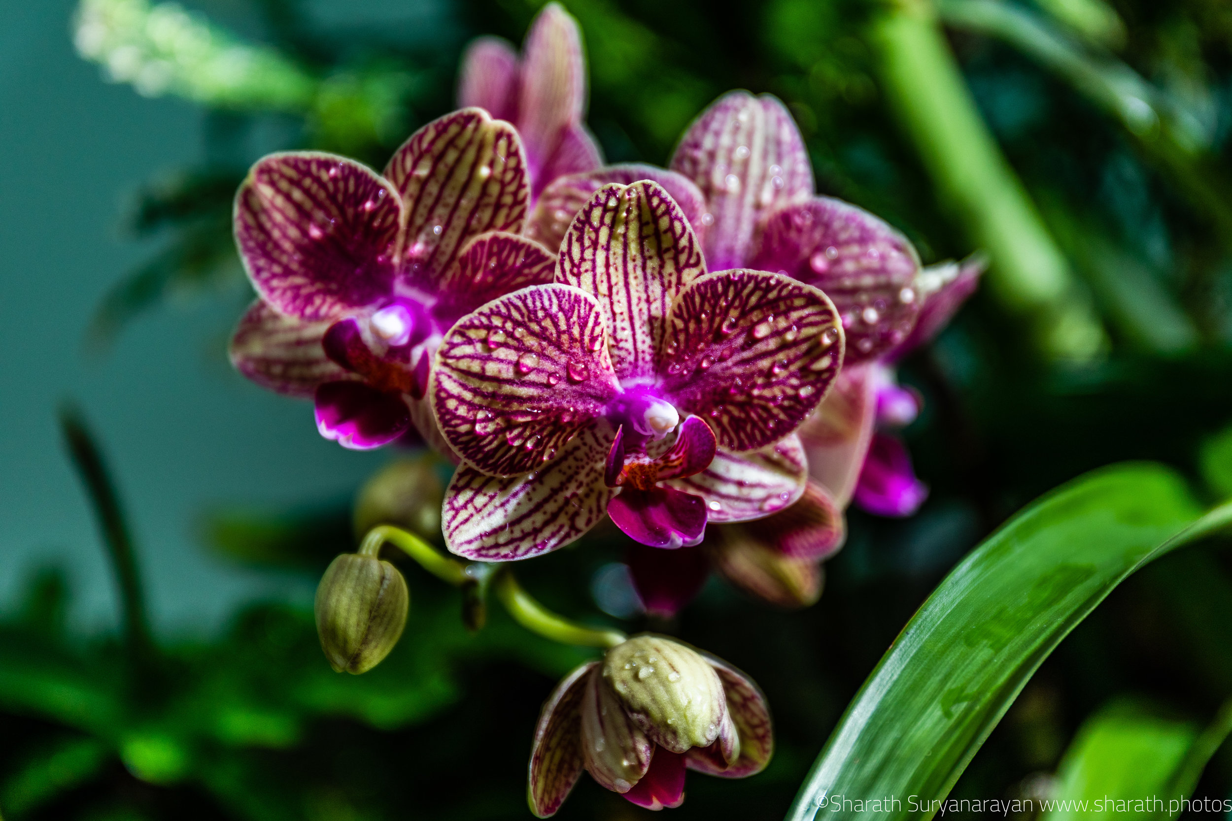 SF-Spring-2018-39.jpg
