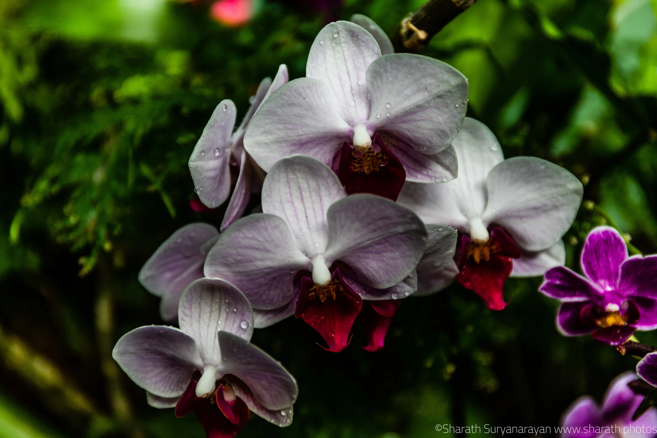 SF-Spring-2018-40.jpg