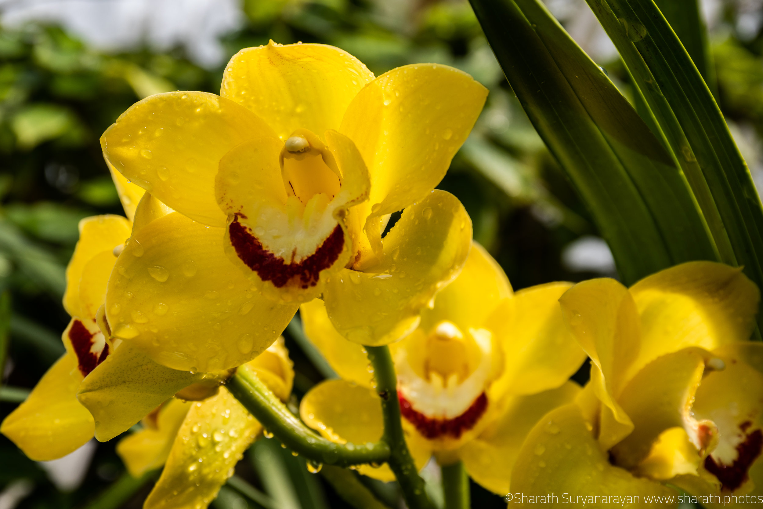 SF-Spring-2018-43.jpg