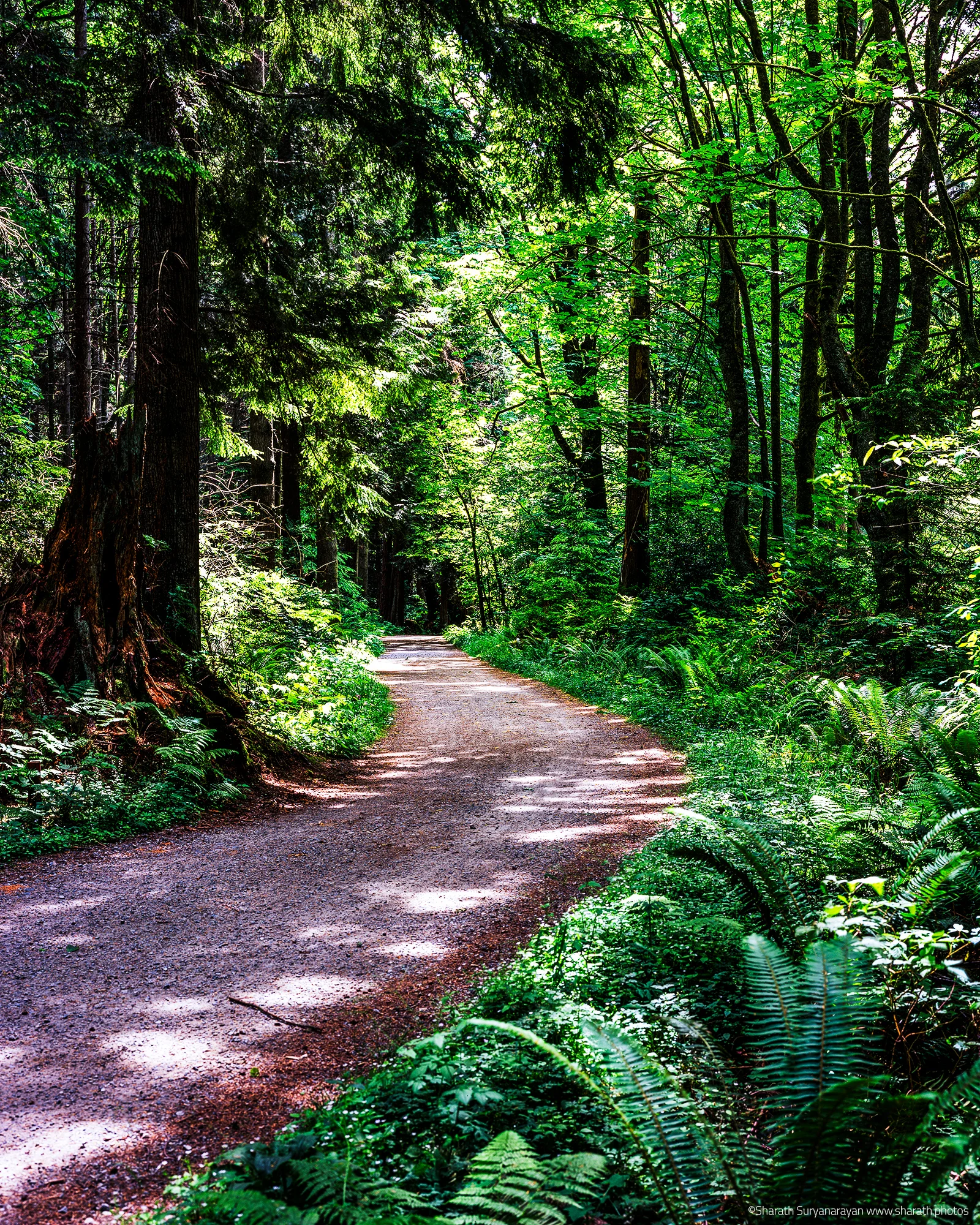Lush green vegetation on Rawlings Trail in Stanley Park