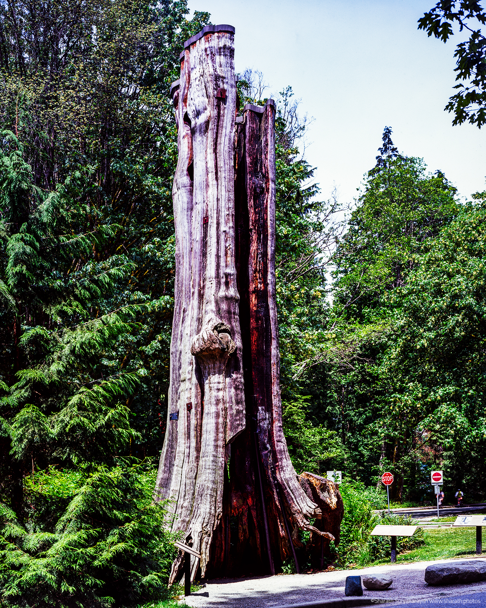 Hollow Tree in Stanley Park