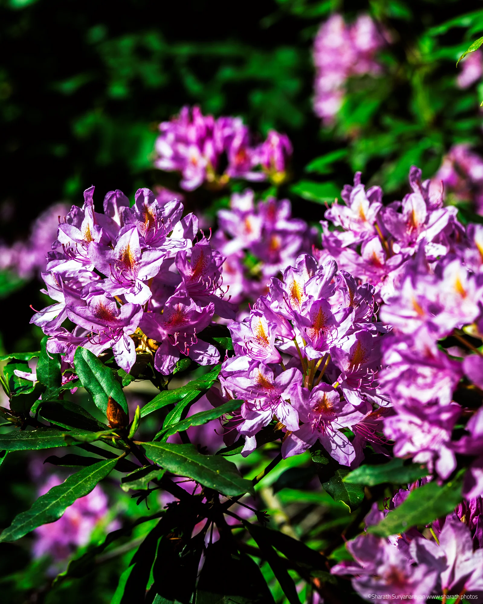 Rhododendrons in Bloom at Stanley Park