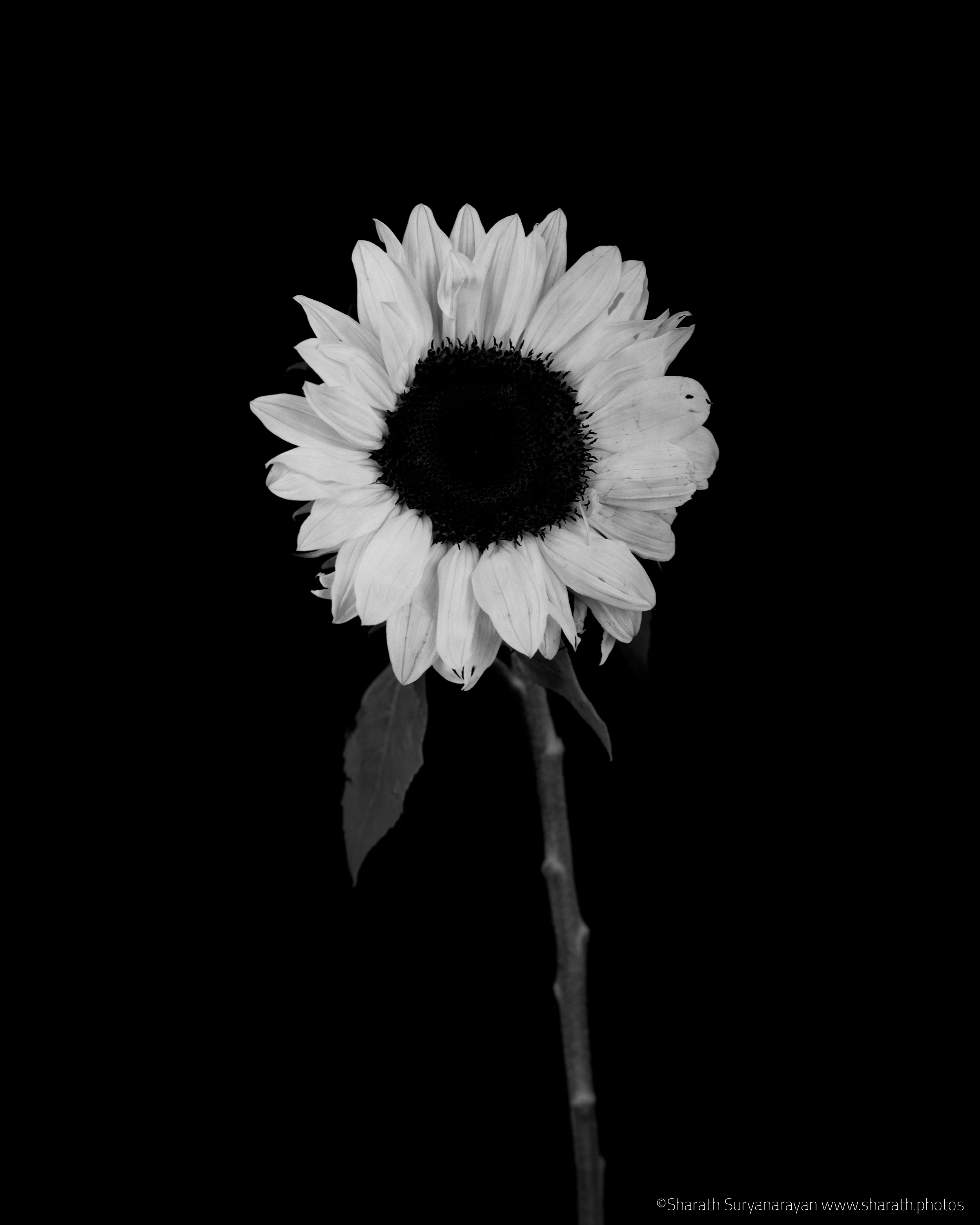  8X10, Ilford HP5+ 
