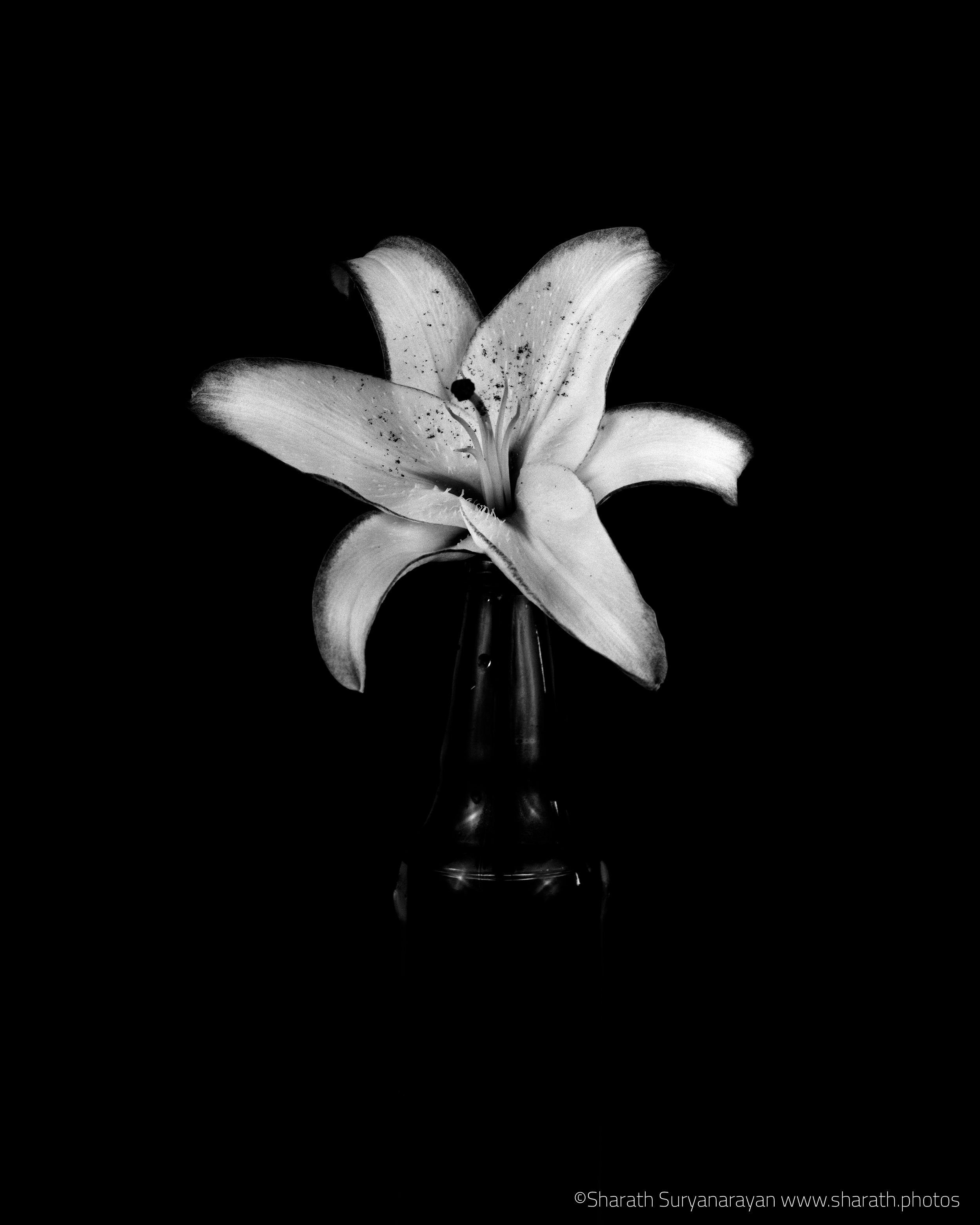  8X10, Ilford HP5+ 