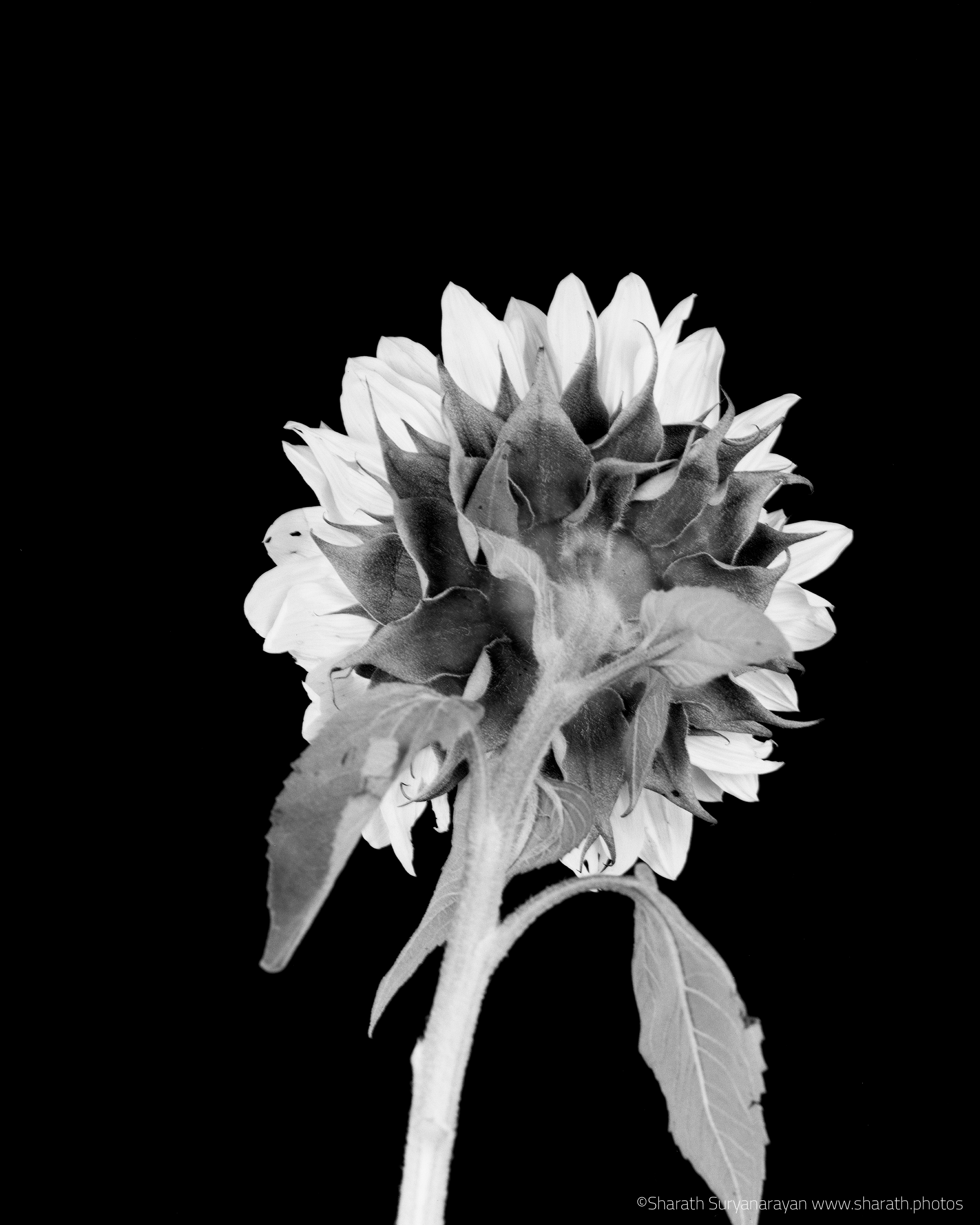  4X5, Ilford Delta 100 