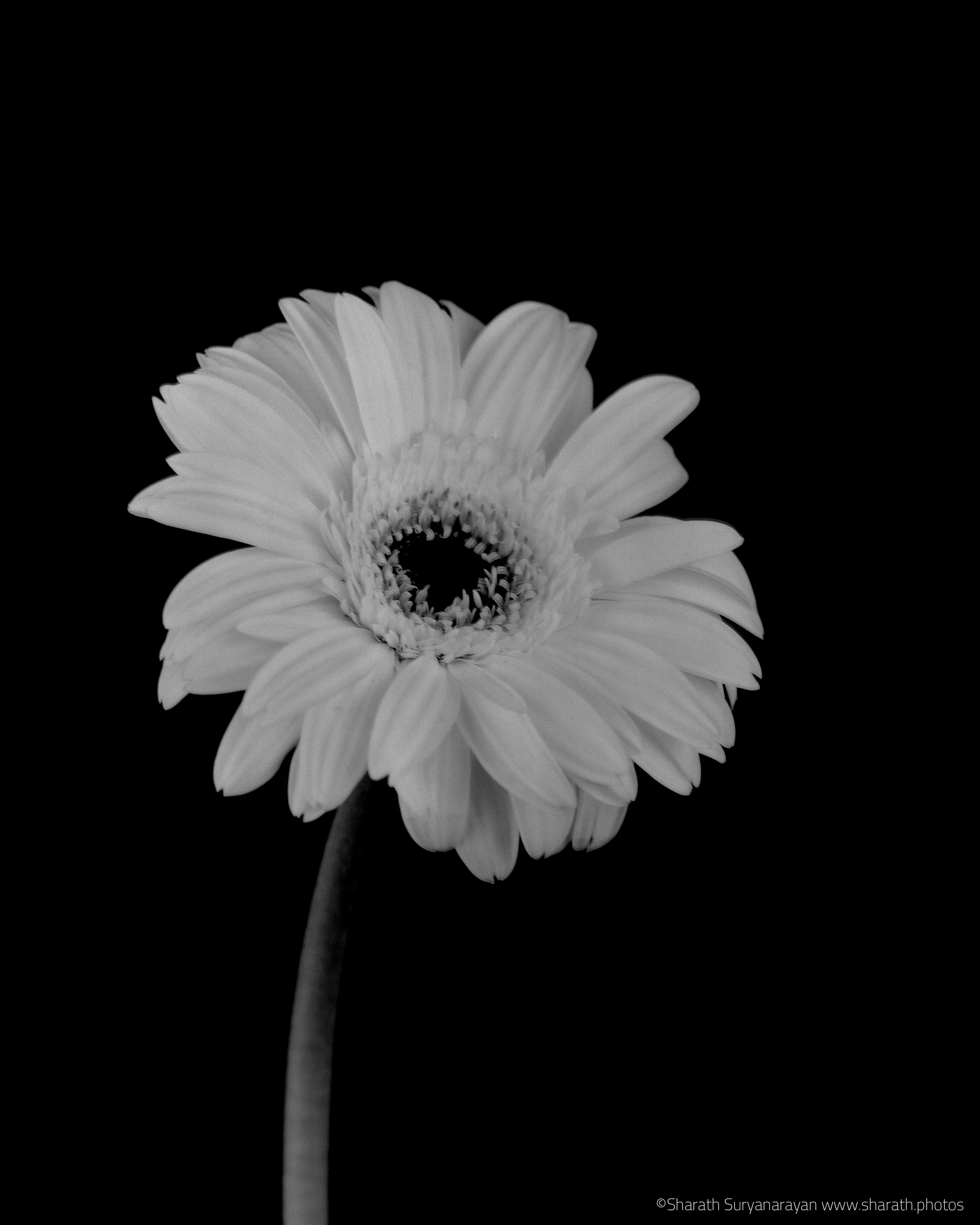  4X5, Ilford Delta 100 