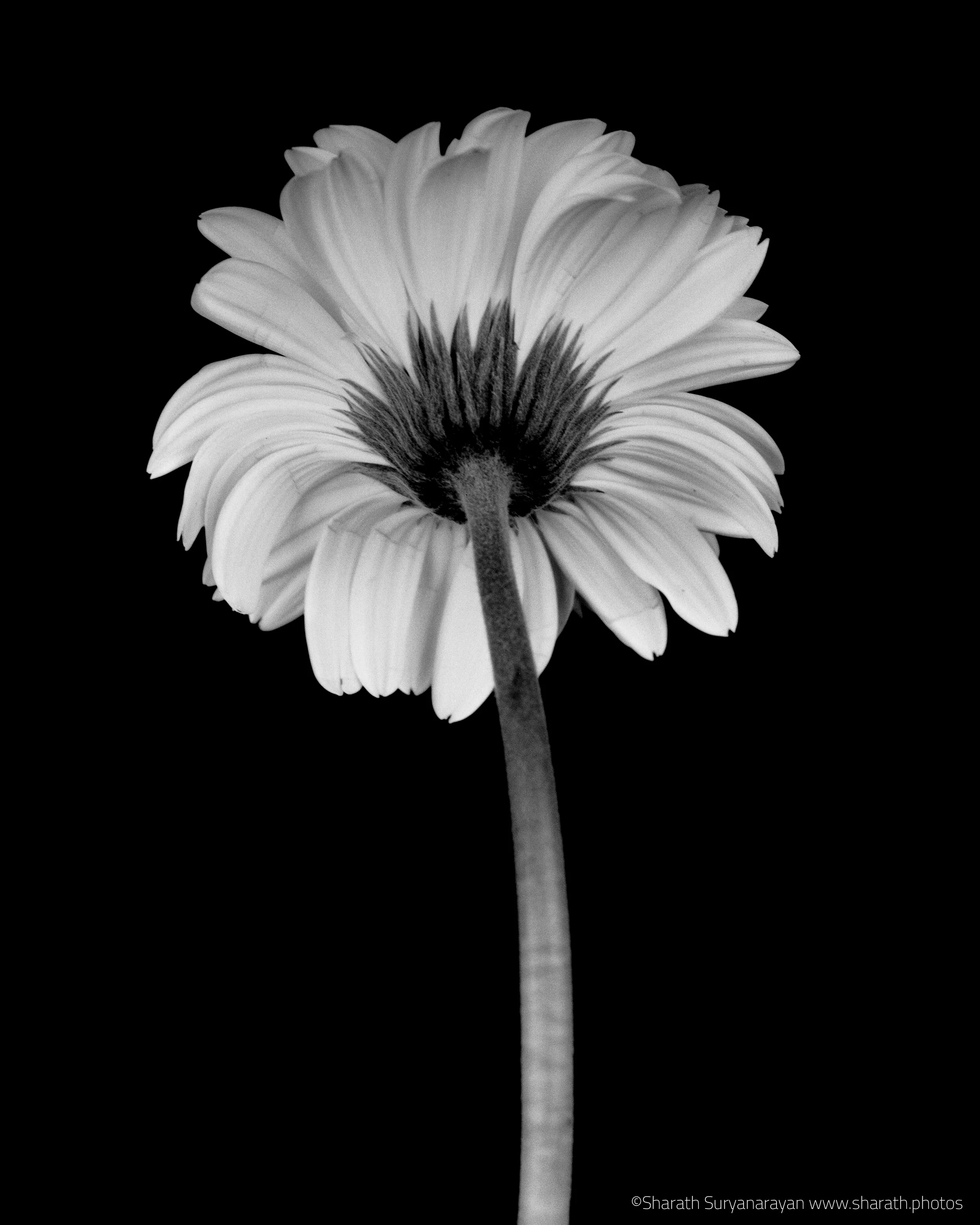  4X5, Ilford Delta 100 