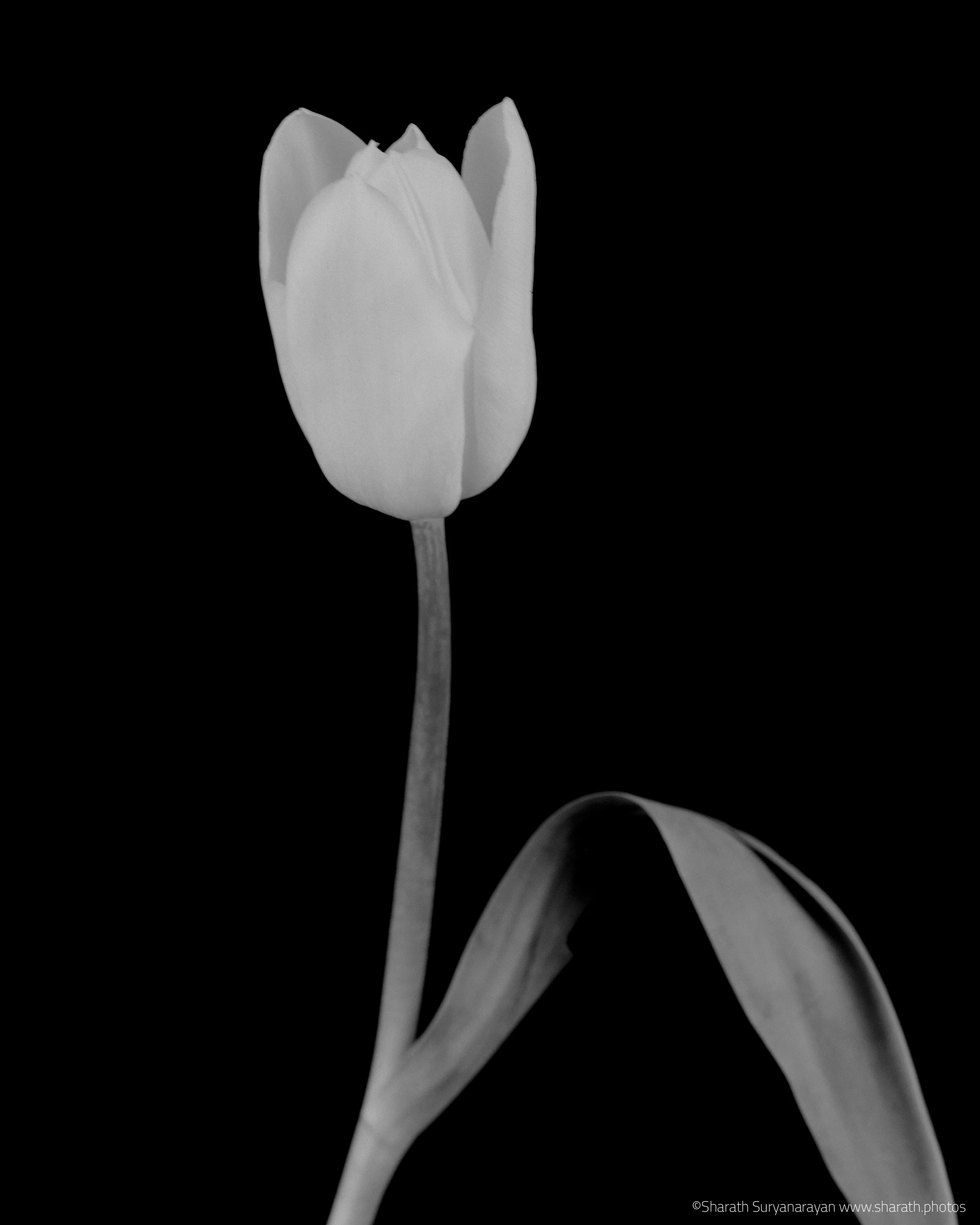  4X5, Ilford Delta 100 