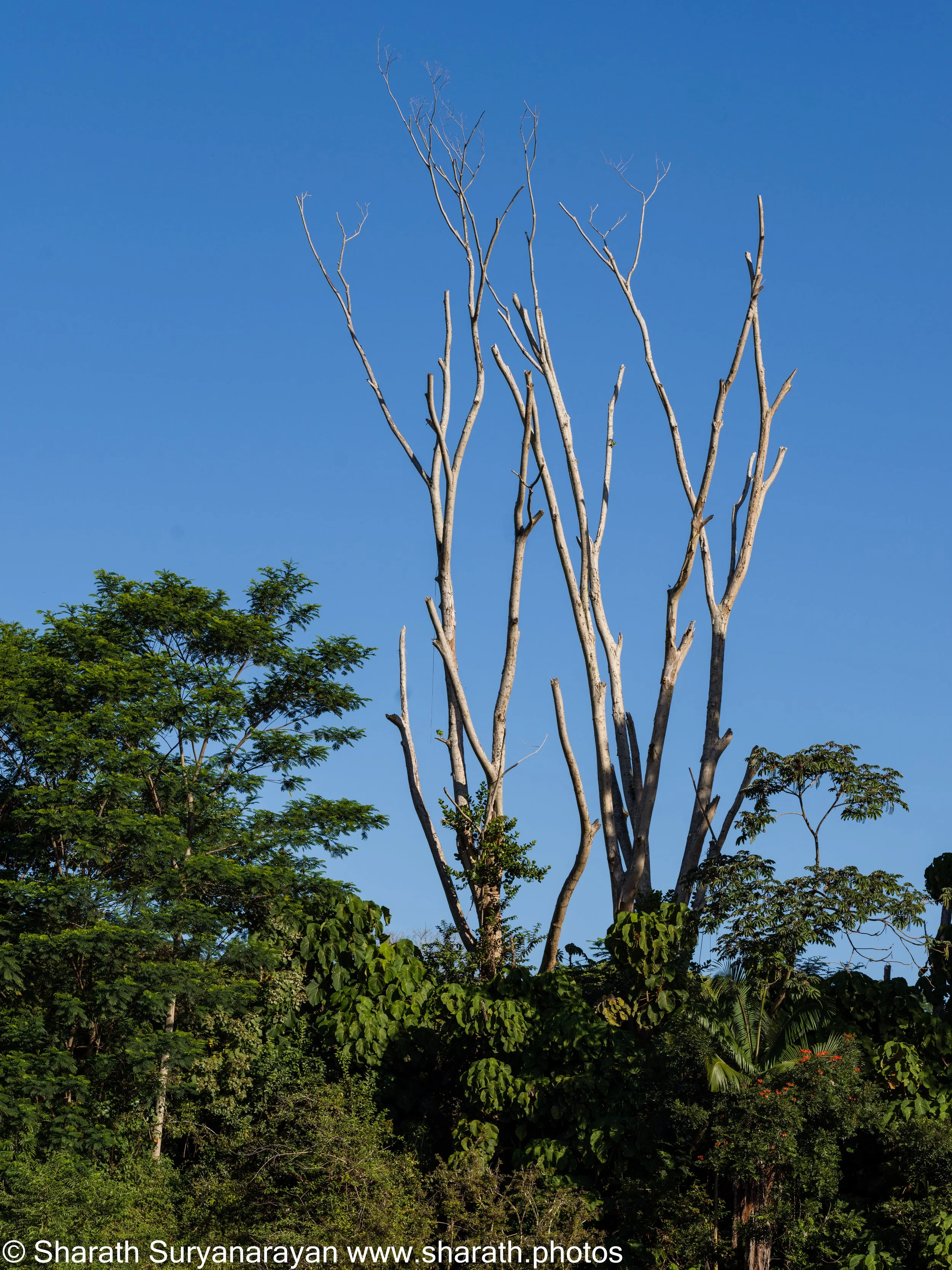 Hawaii-Big Island Flora and Fauna-01.jpg