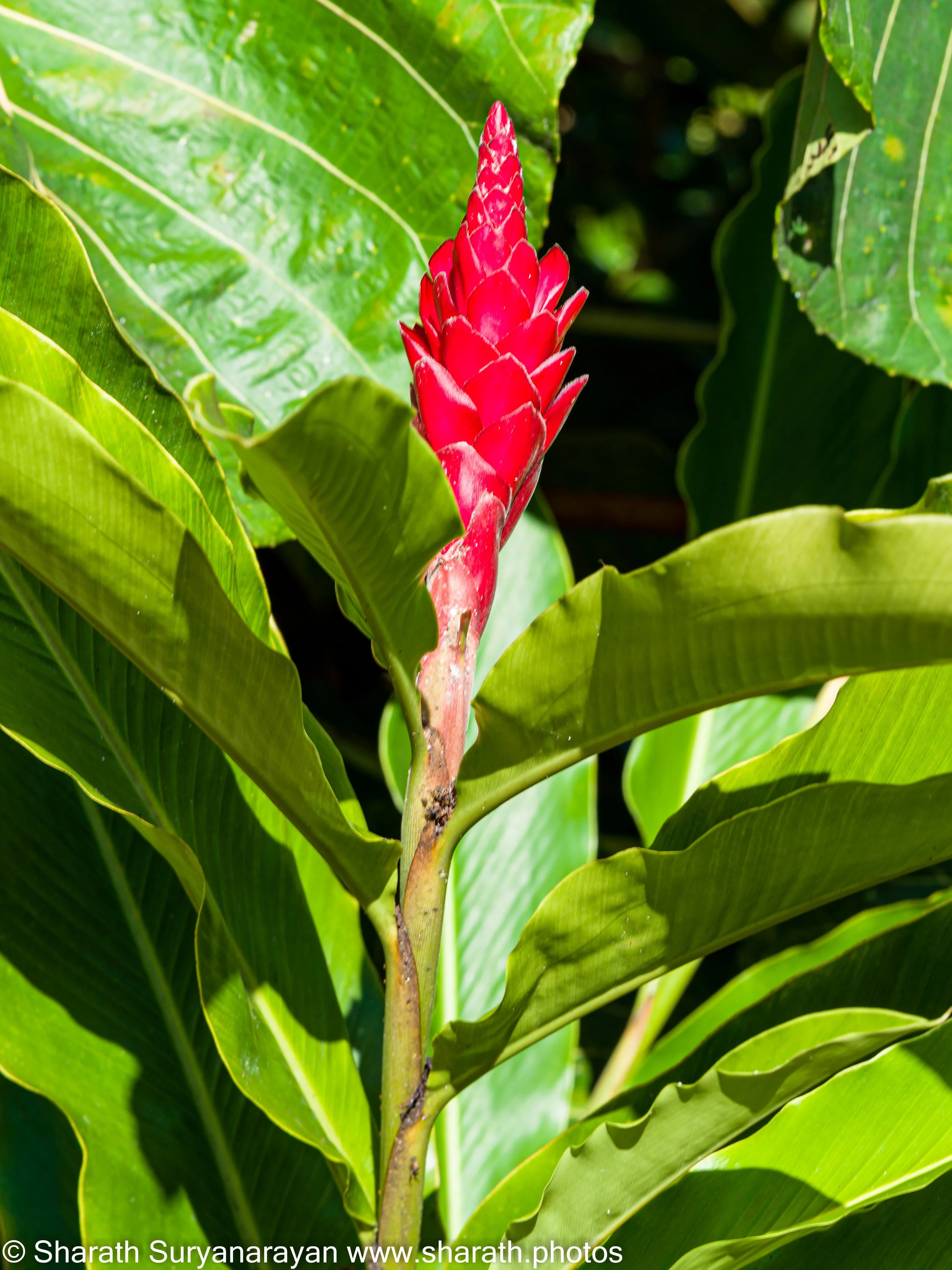 Hawaii-Big Island Flora and Fauna-03.jpg