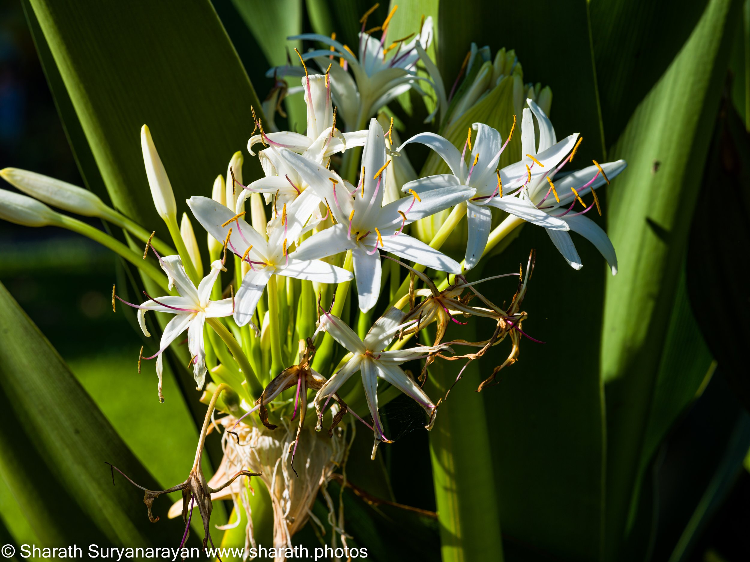 Hawaii-Big Island Flora and Fauna-04.jpg