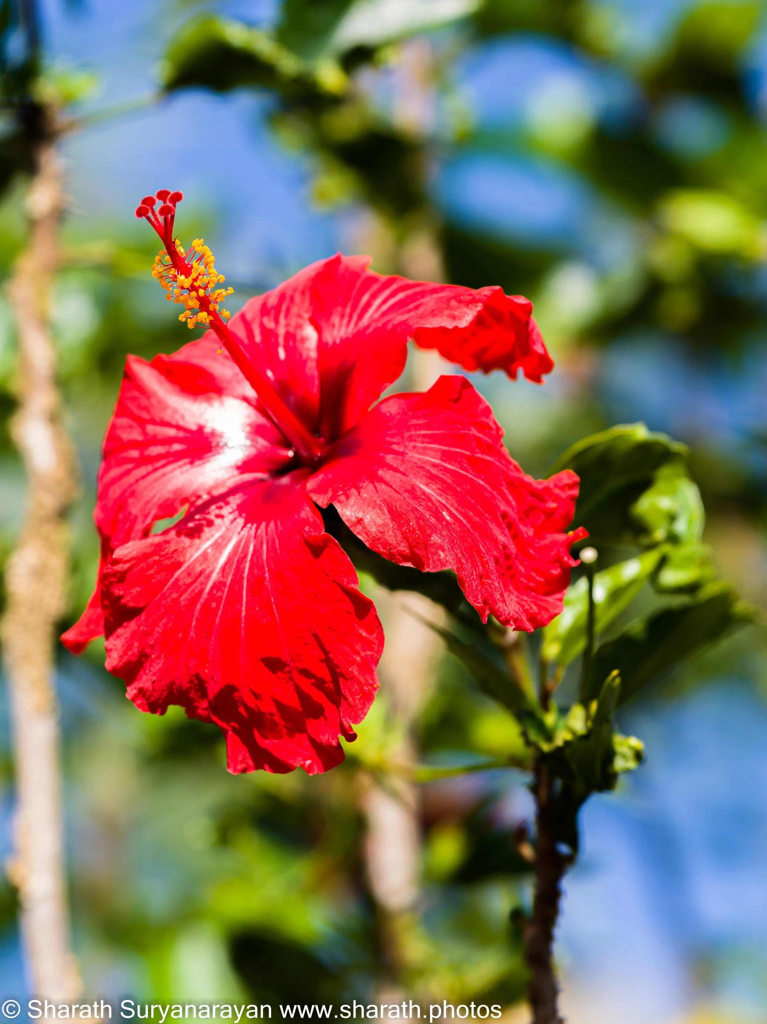 Hawaii-Big Island Flora and Fauna-06.jpg