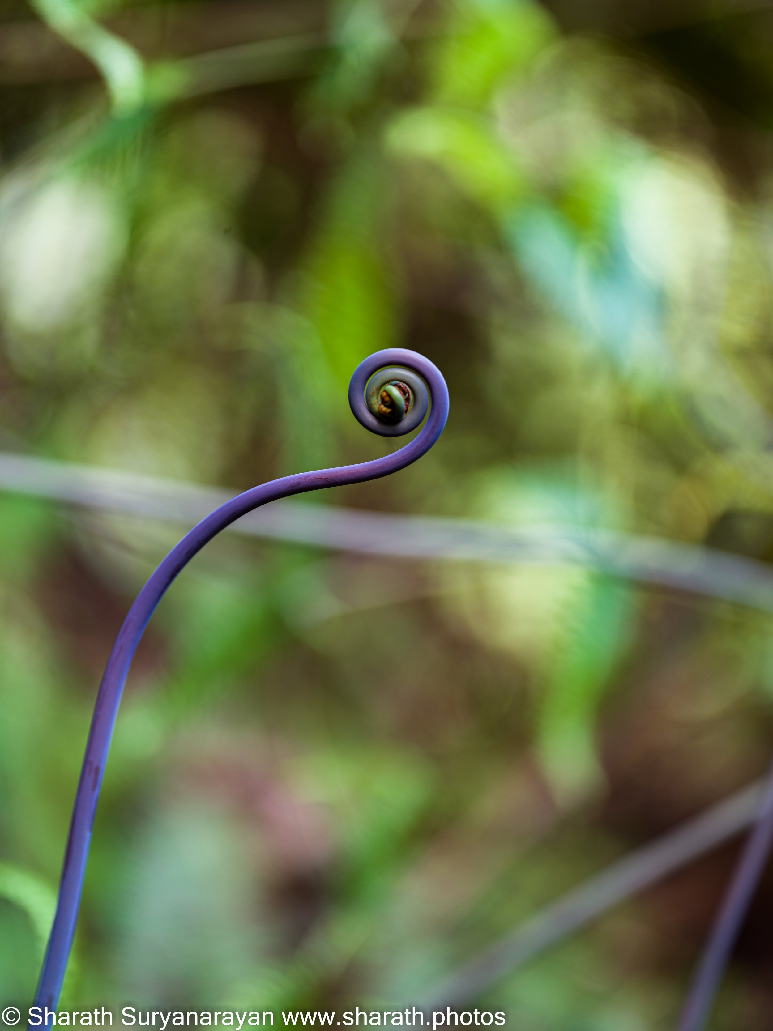 Hawaii-Big Island Flora and Fauna-07.jpg