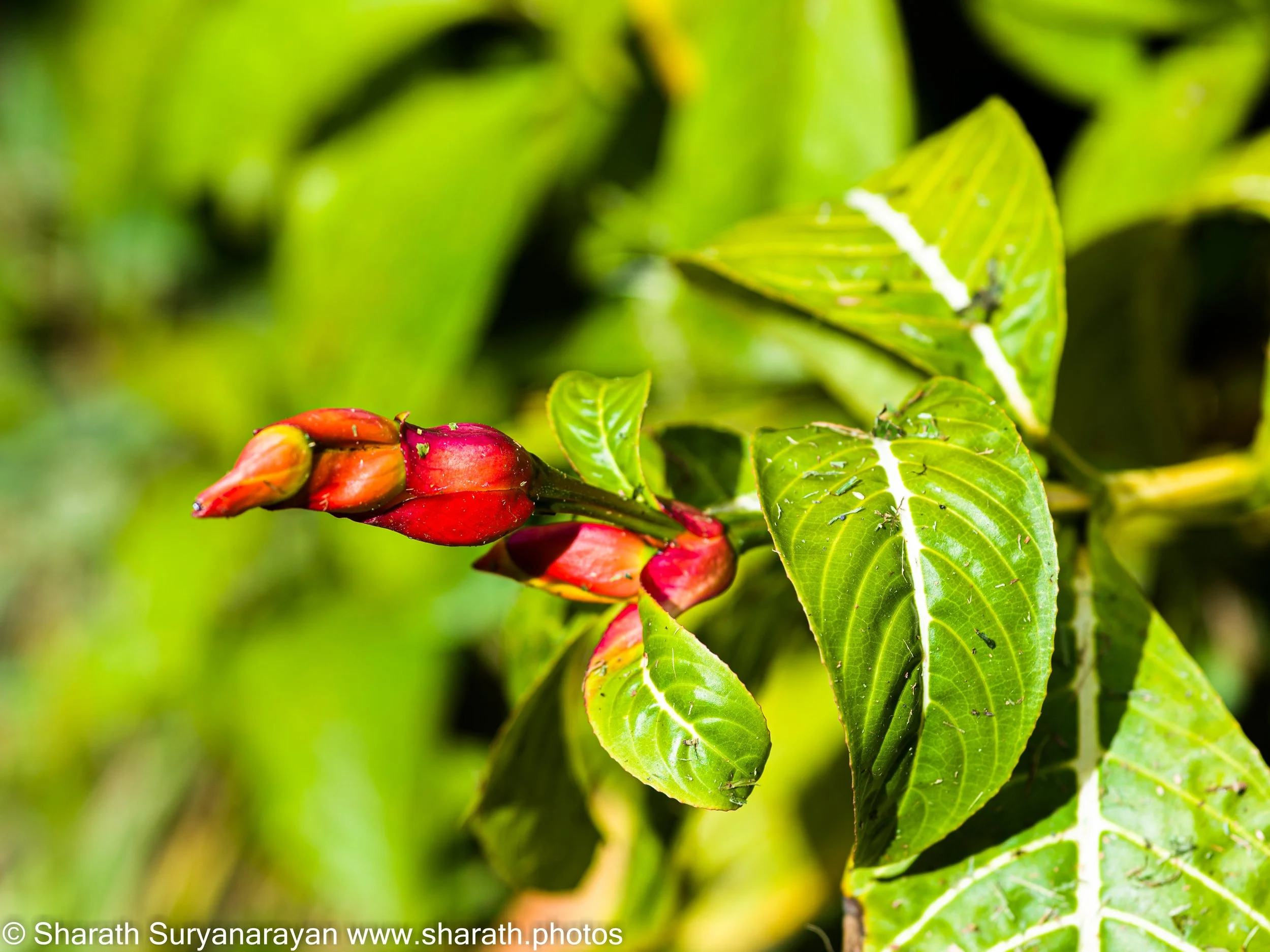 Hawaii-Big Island Flora and Fauna-08.jpg