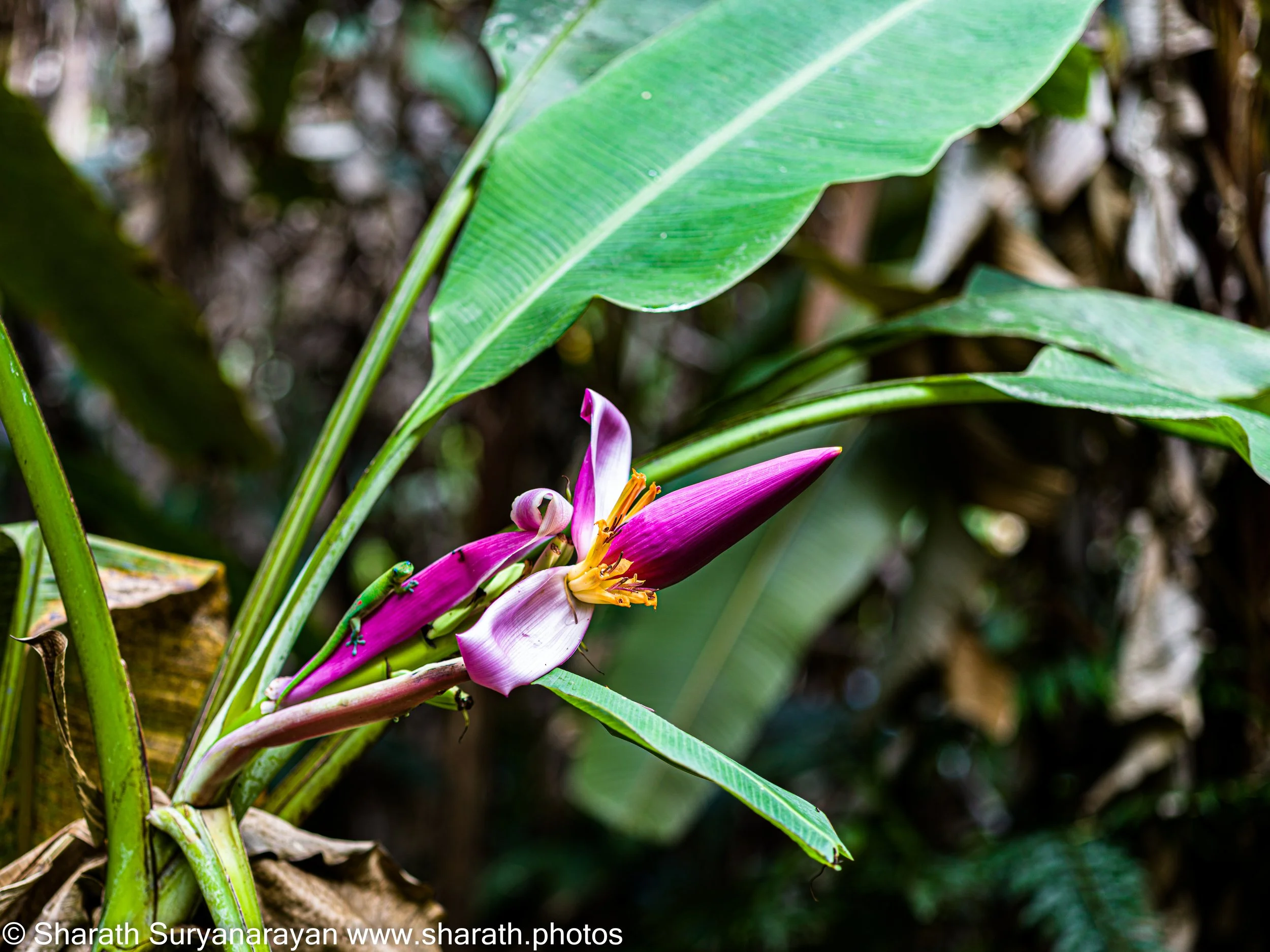 Hawaii-Big Island Flora and Fauna-09.jpg