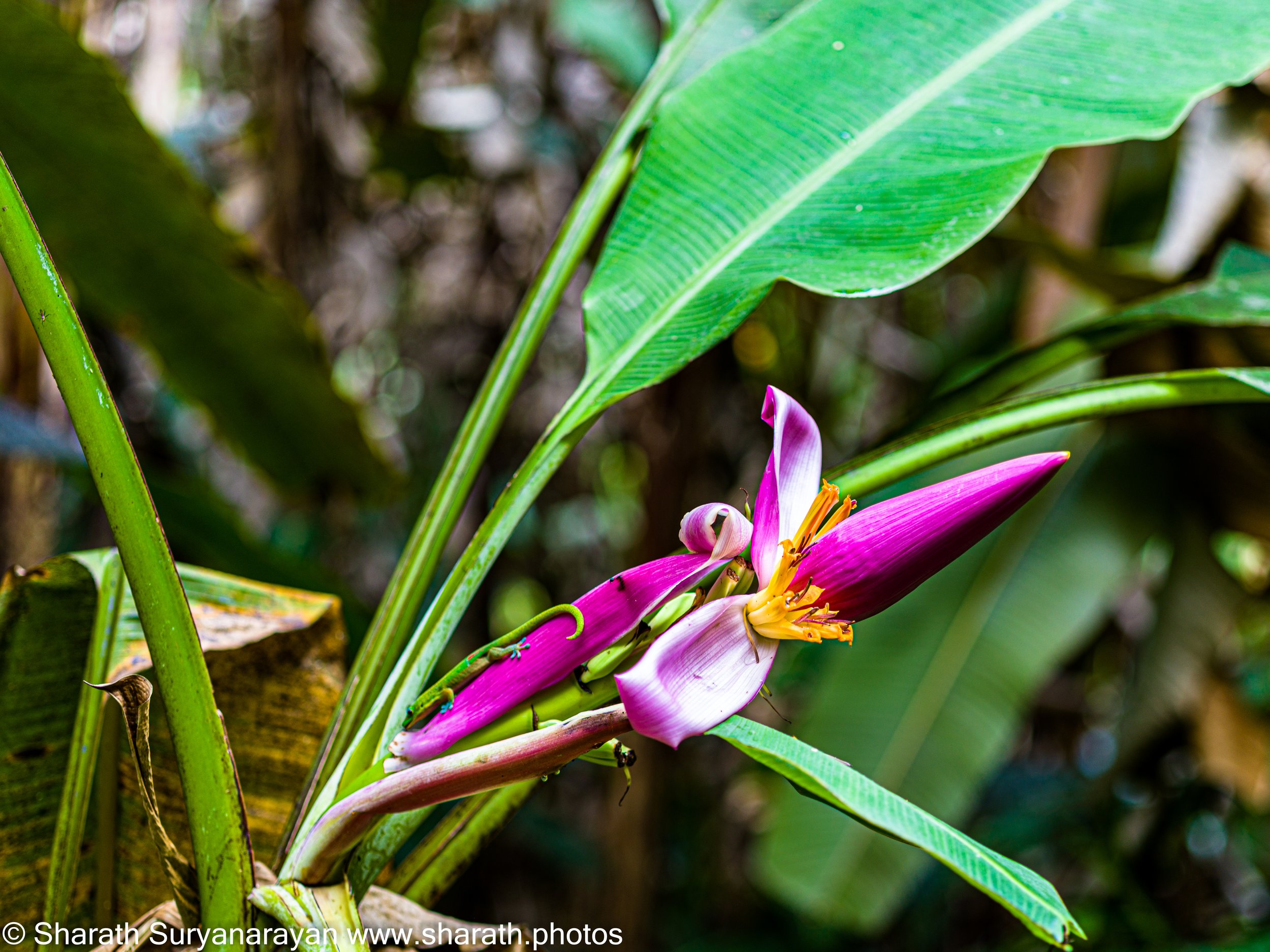 Hawaii-Big Island Flora and Fauna-11.jpg