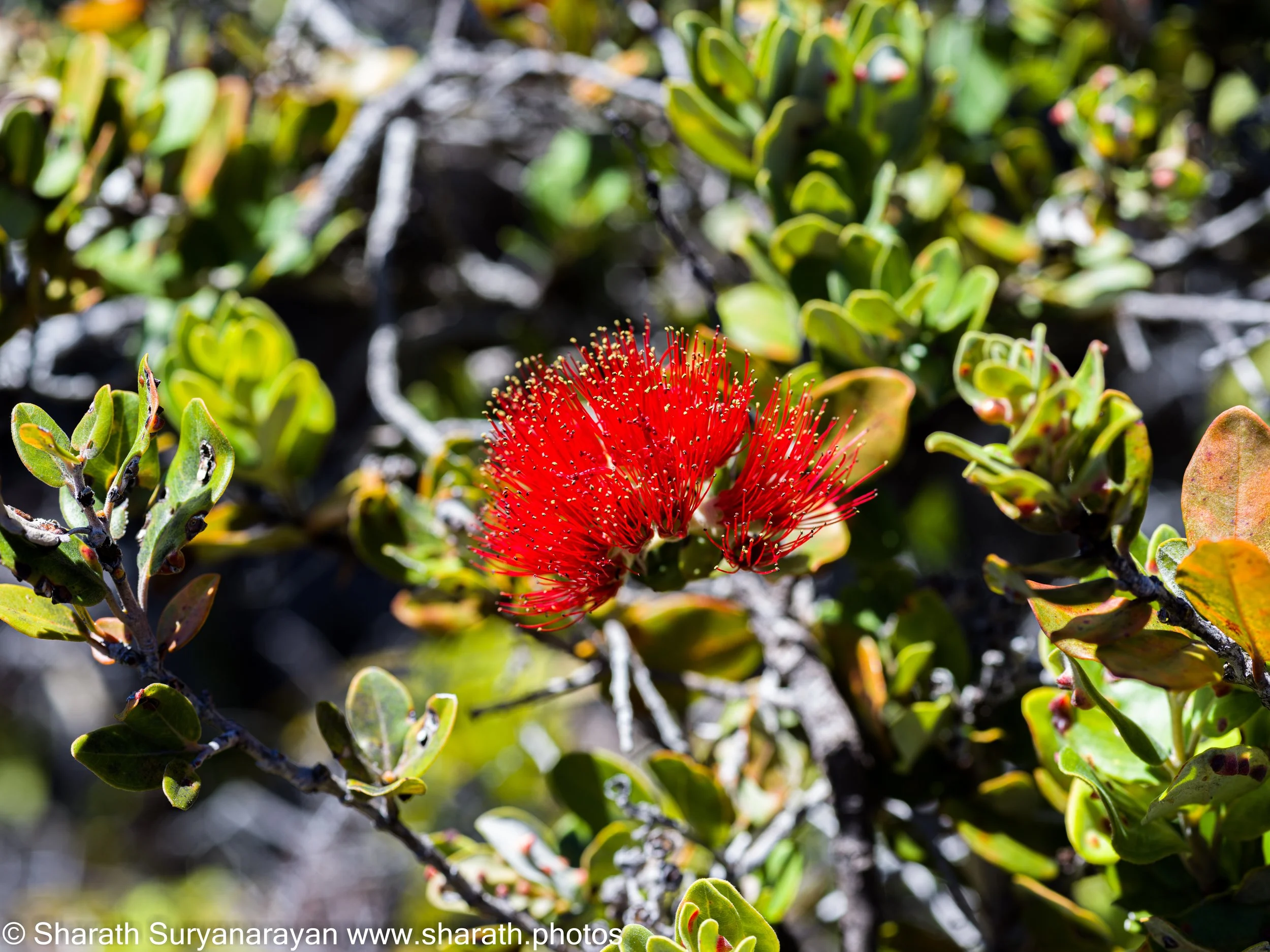 Hawaii-Big Island Flora and Fauna-12.jpg