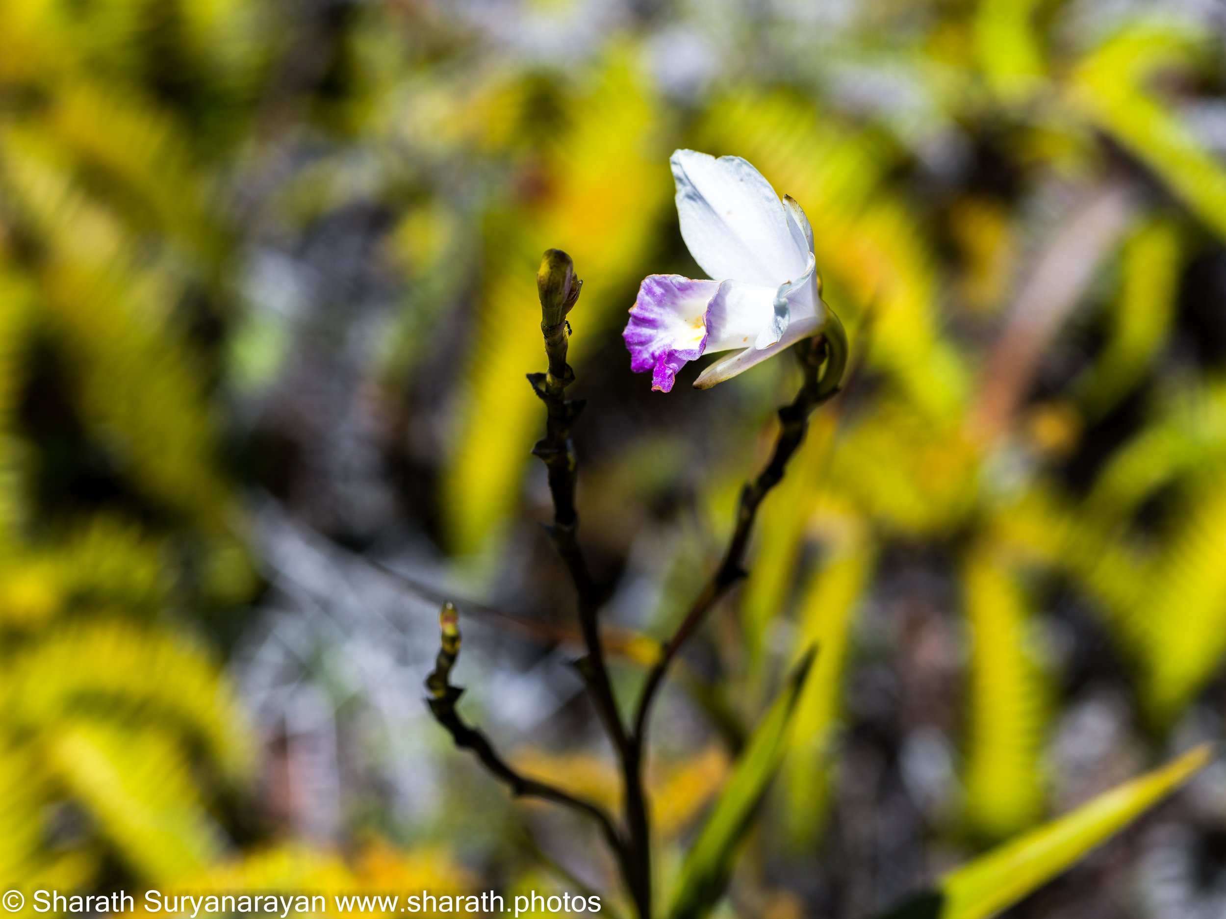 Hawaii-Big Island Flora and Fauna-13.jpg