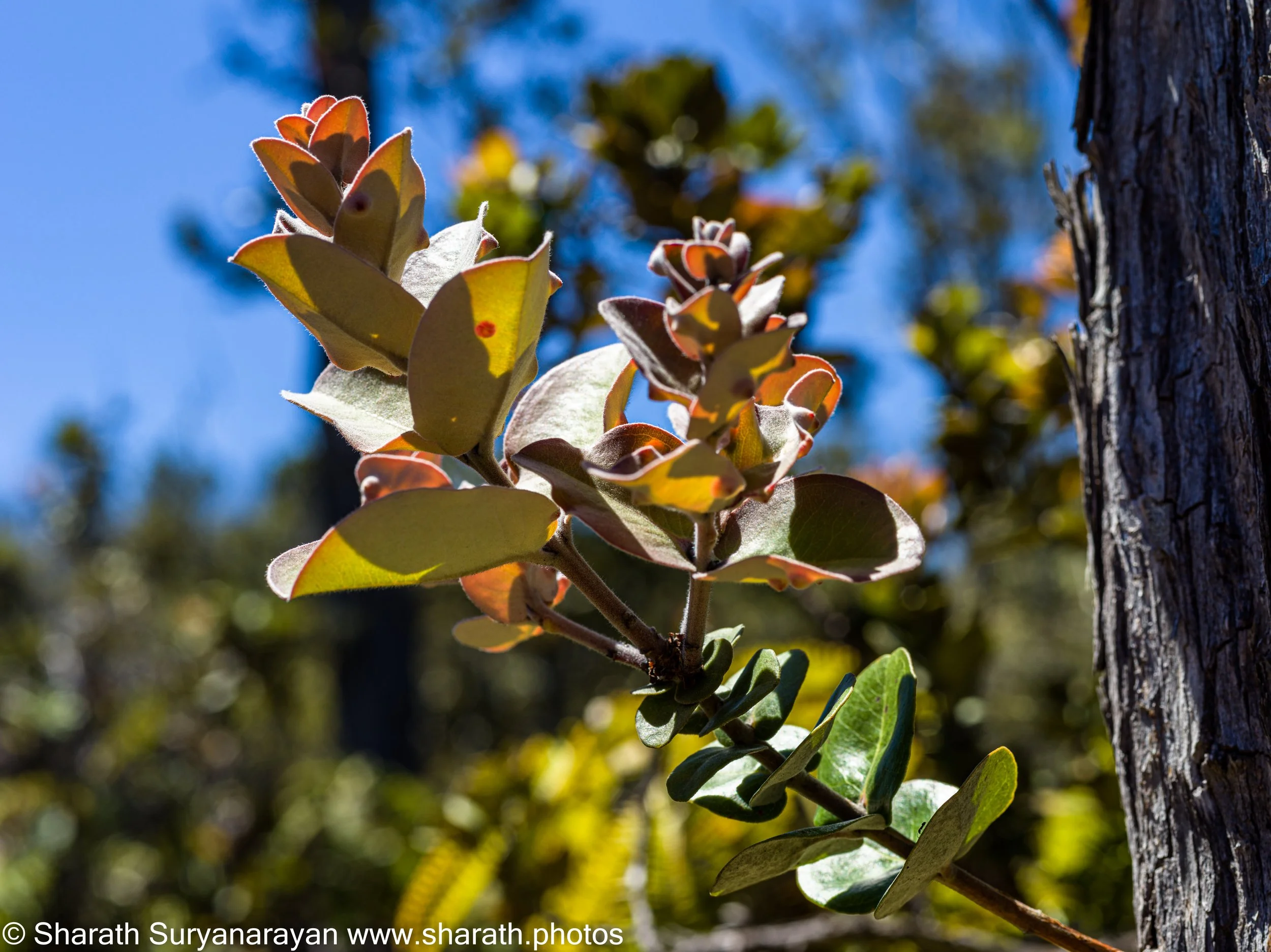 Hawaii-Big Island Flora and Fauna-14.jpg