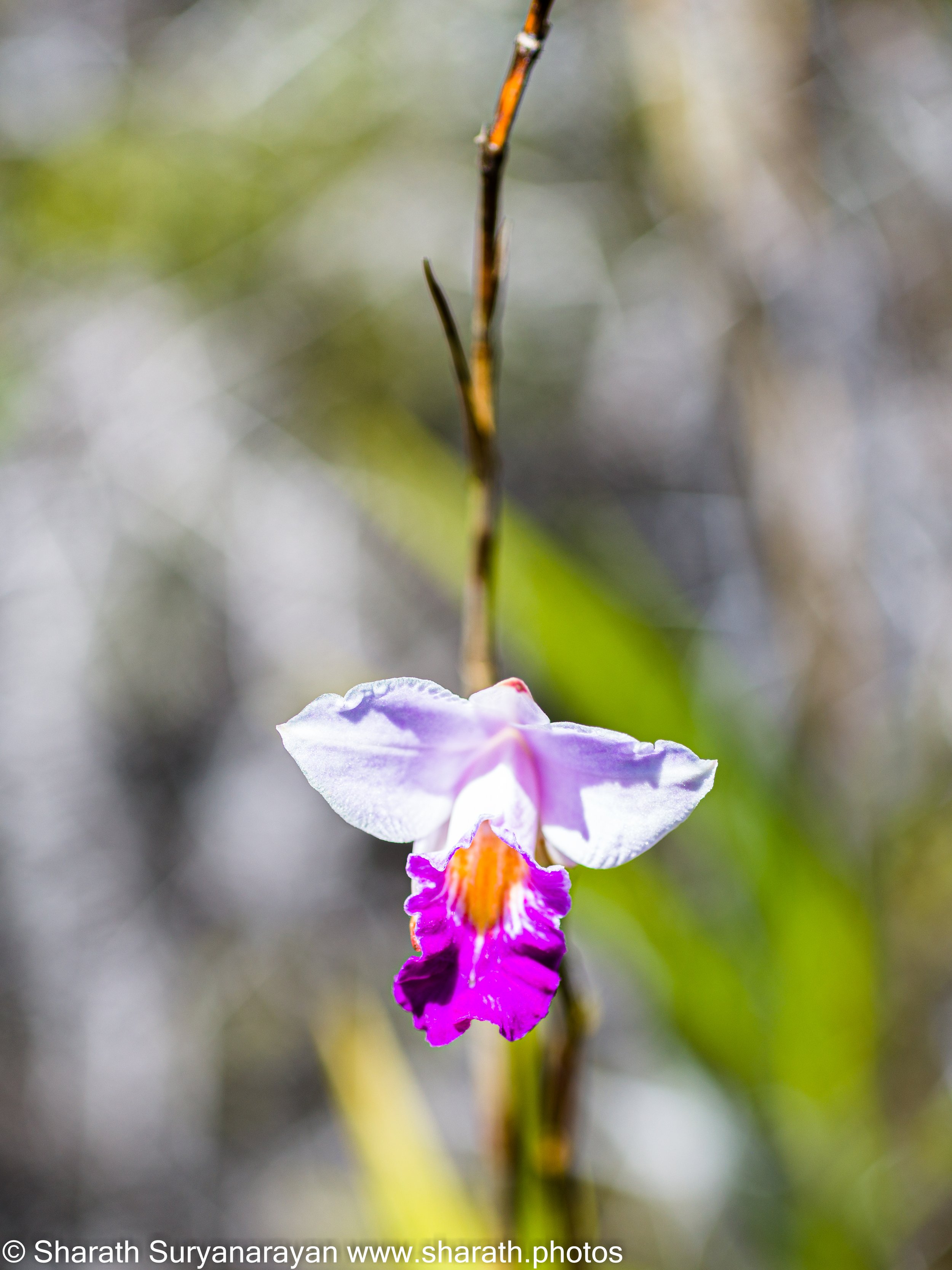 Hawaii-Big Island Flora and Fauna-16.jpg