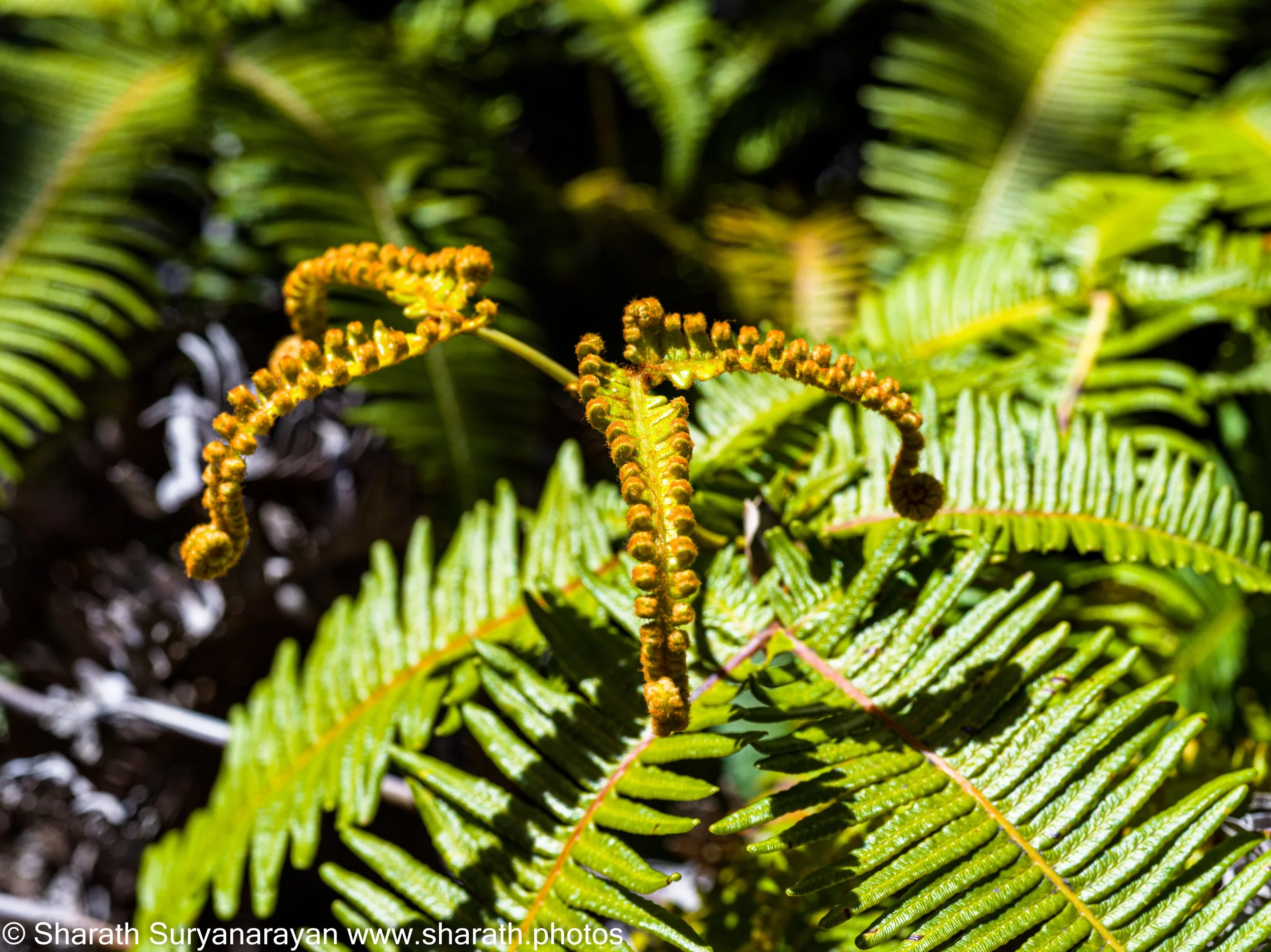 Hawaii-Big Island Flora and Fauna-15.jpg
