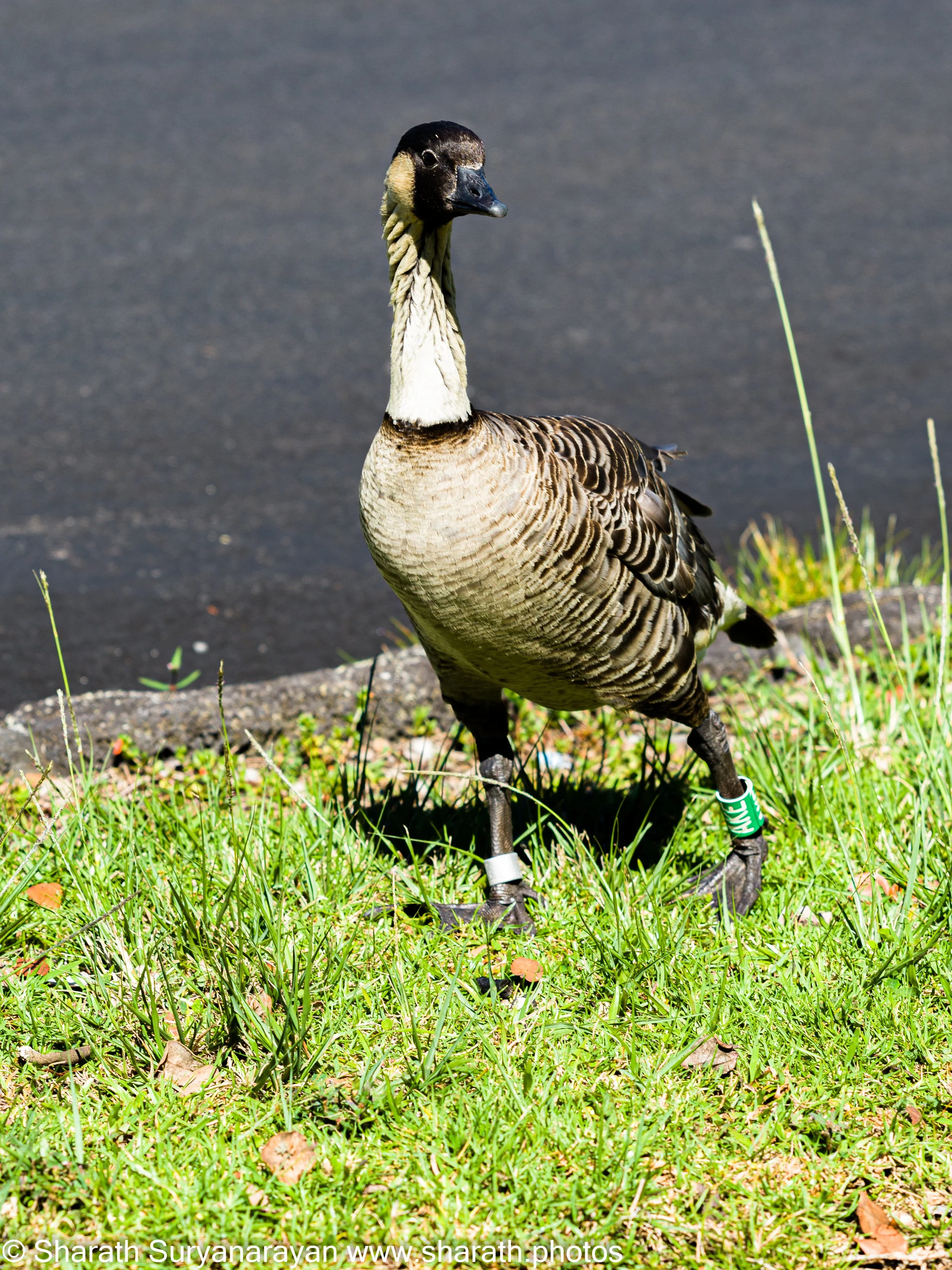 Hawaii-Big Island Flora and Fauna-18.jpg