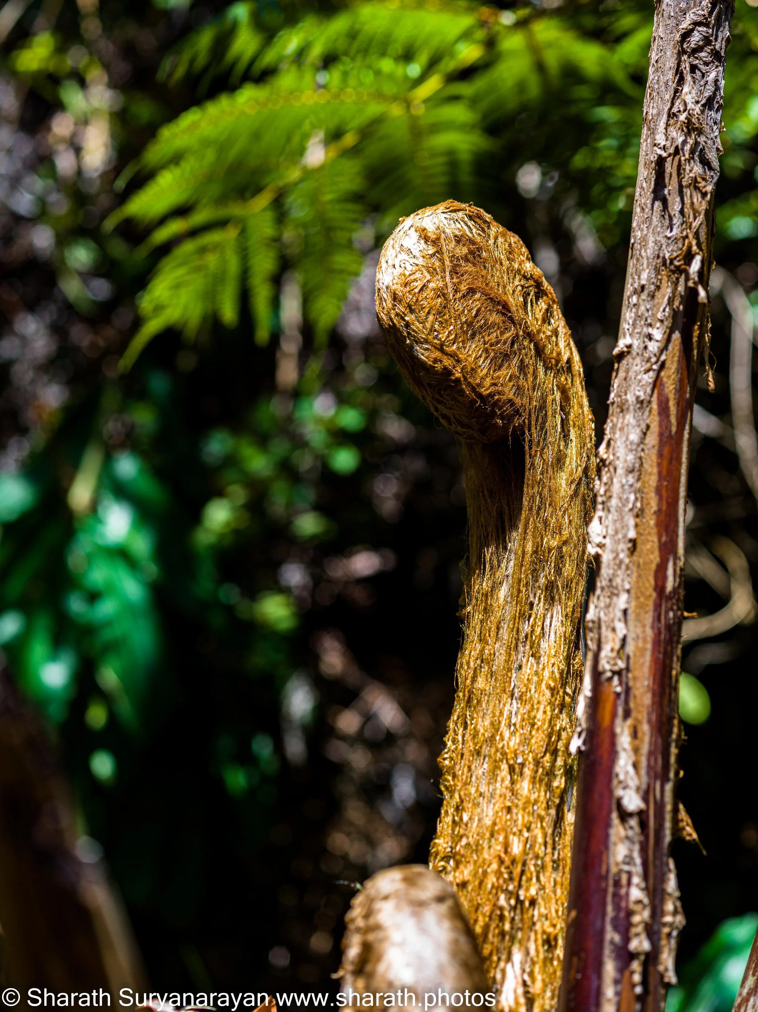 Hawaii-Big Island Flora and Fauna-17.jpg