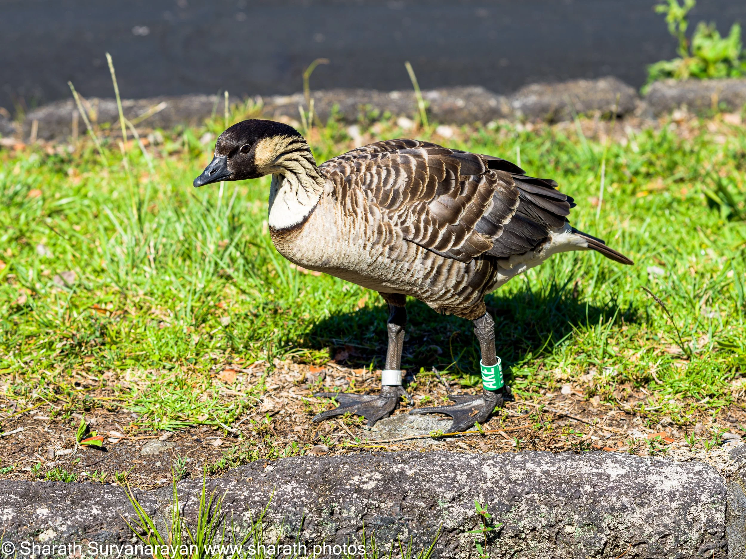 Hawaii-Big Island Flora and Fauna-20.jpg