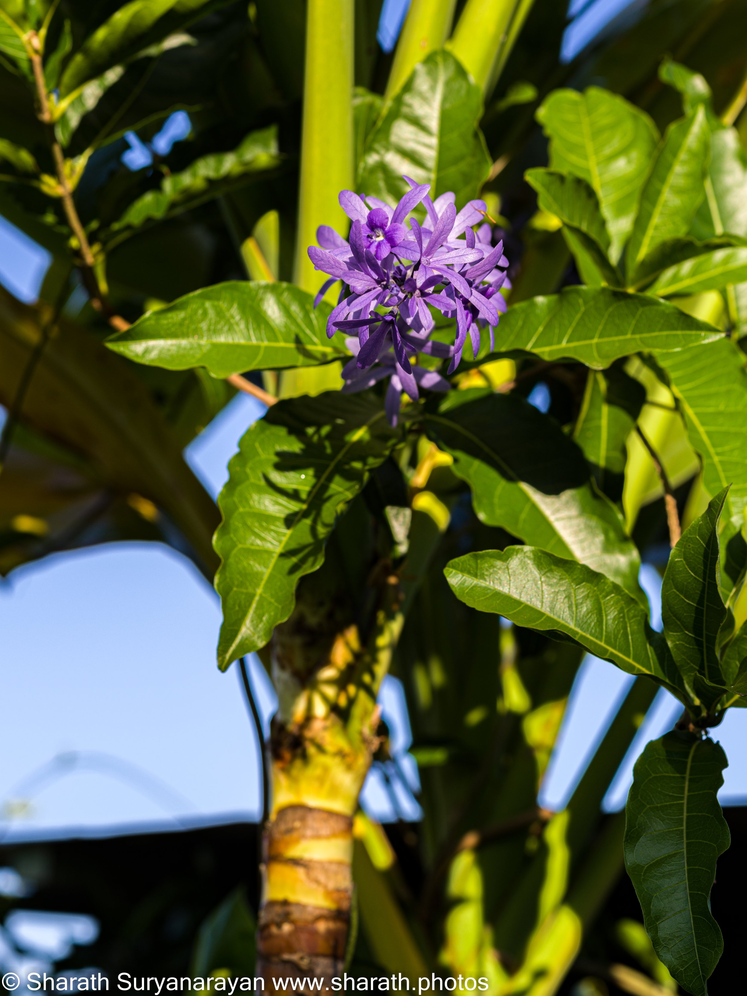 Hawaii-Big Island Flora and Fauna-21.jpg