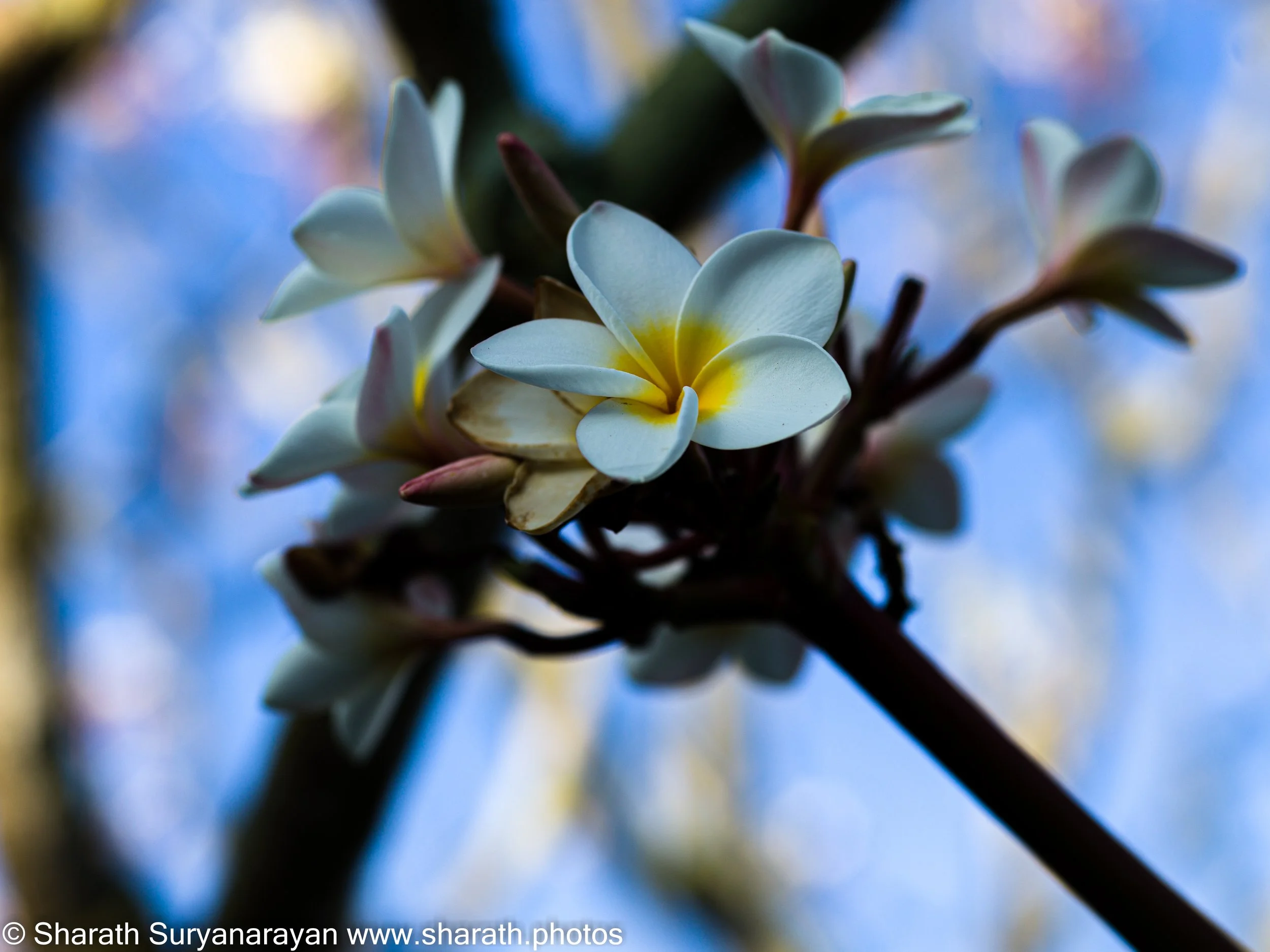 Hawaii-Big Island Flora and Fauna-22.jpg