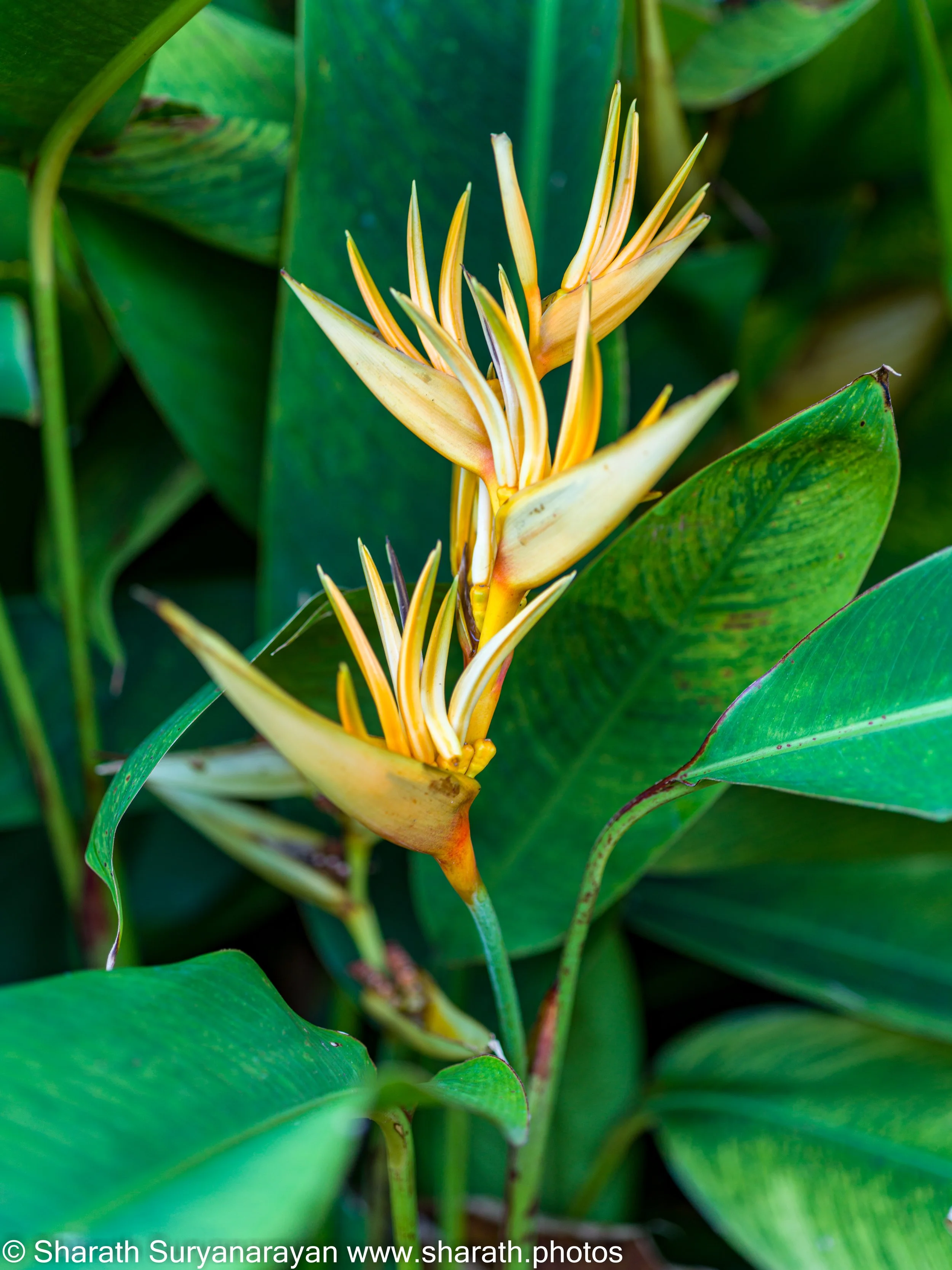 Hawaii-Big Island Flora and Fauna-23.jpg