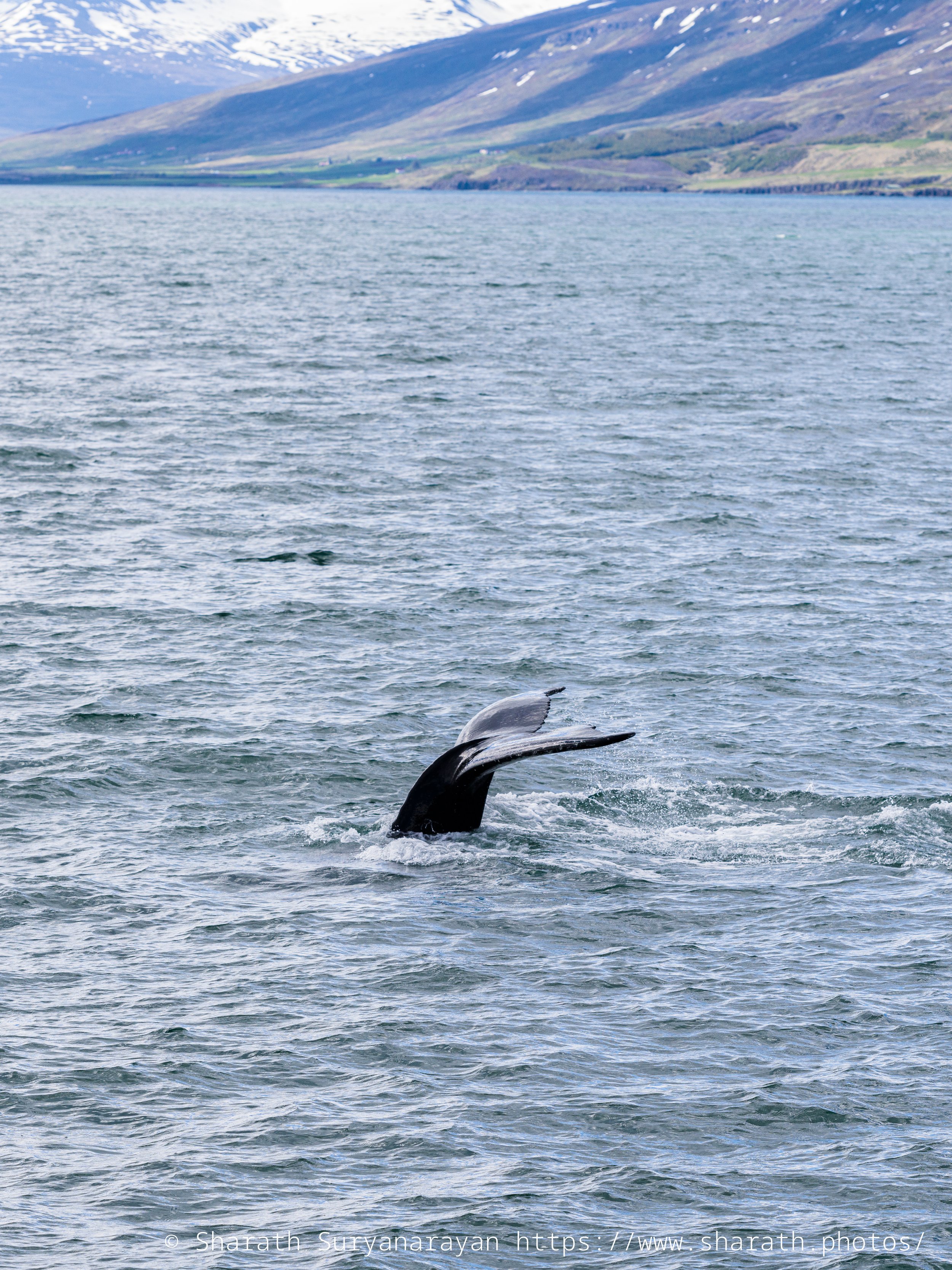 Iceland-20240624-69.jpg