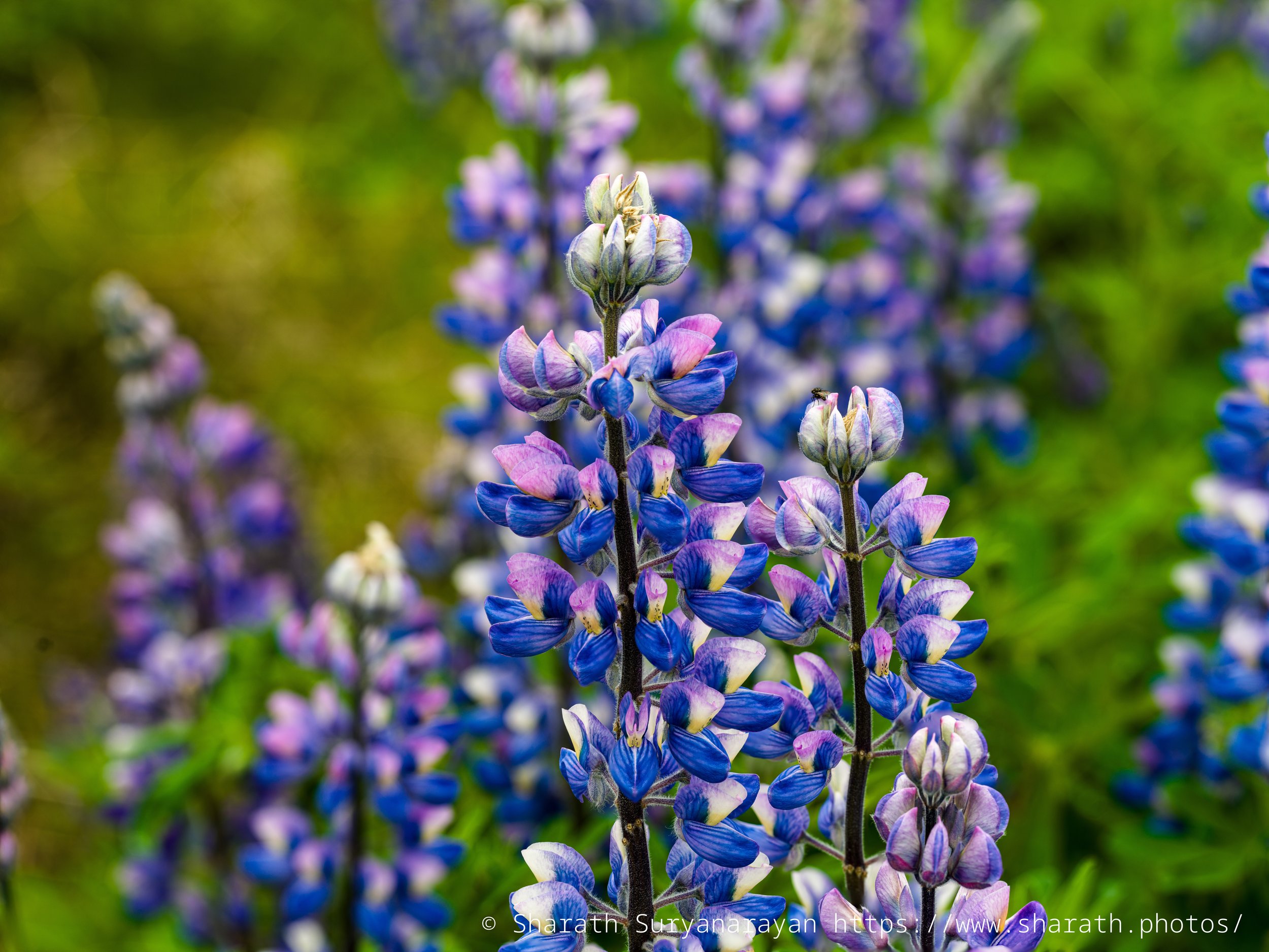 Iceland-20240621-36.jpg