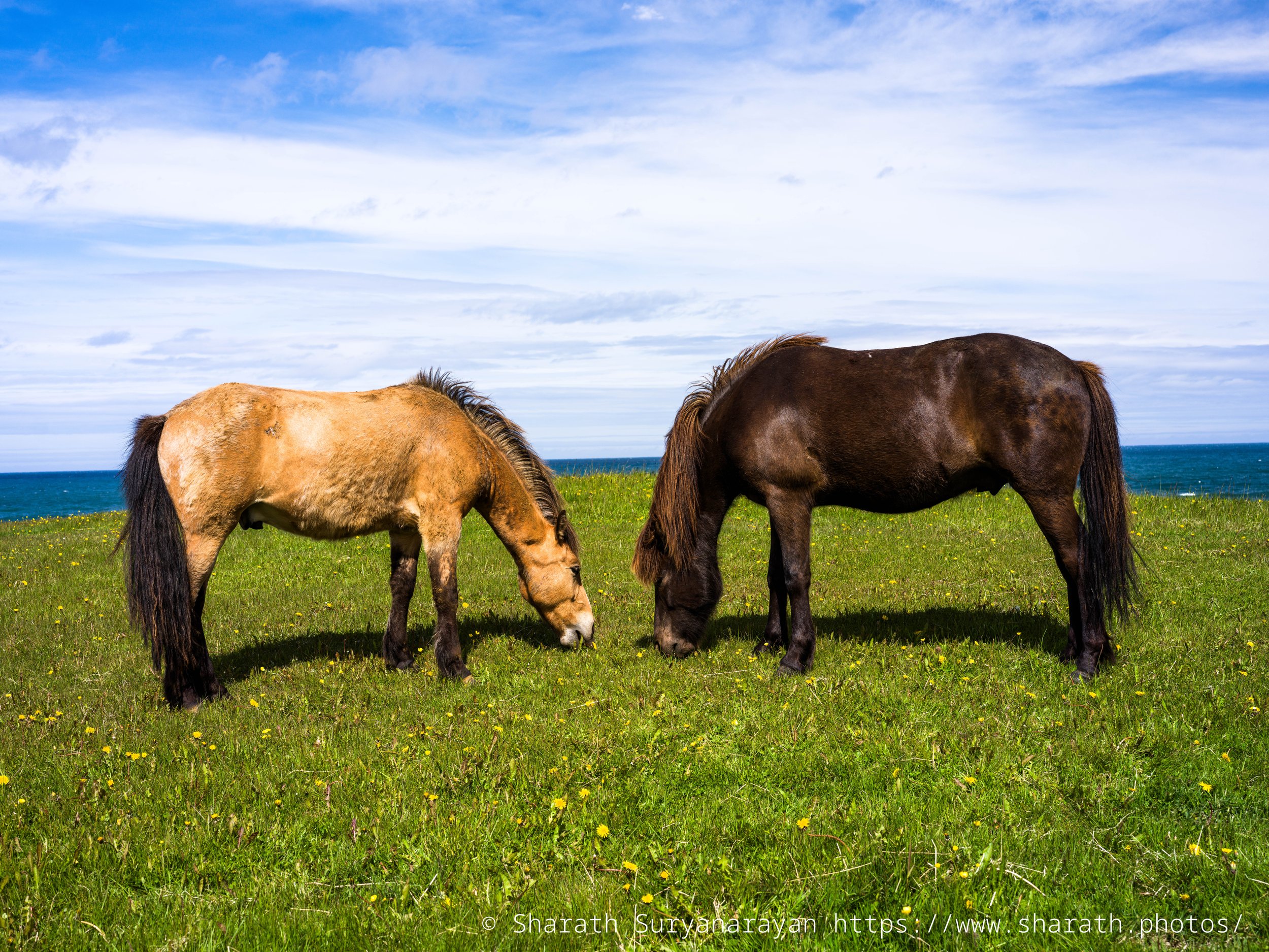 Iceland-20240623-49.jpg