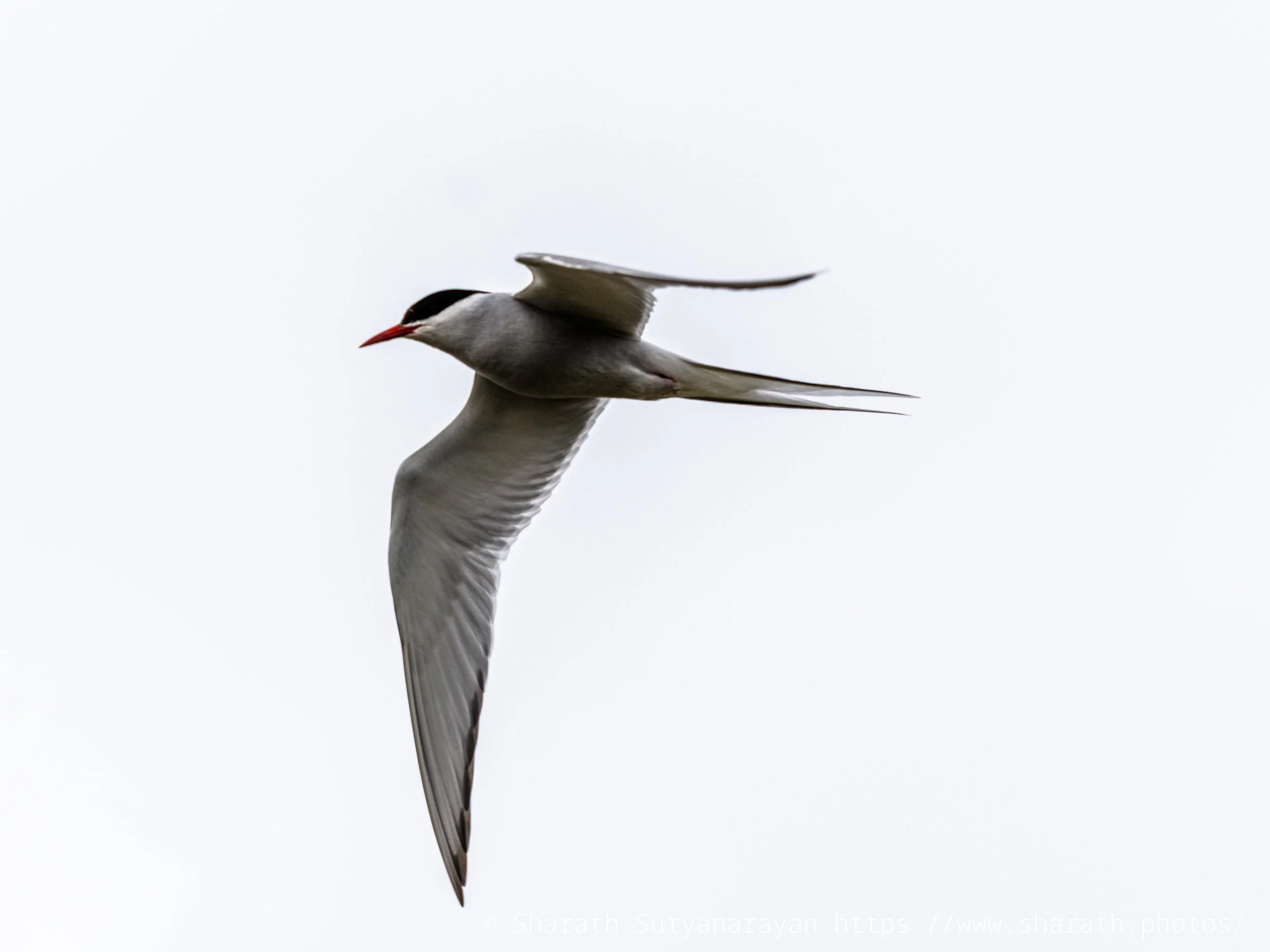 Iceland-20240625-73.jpg