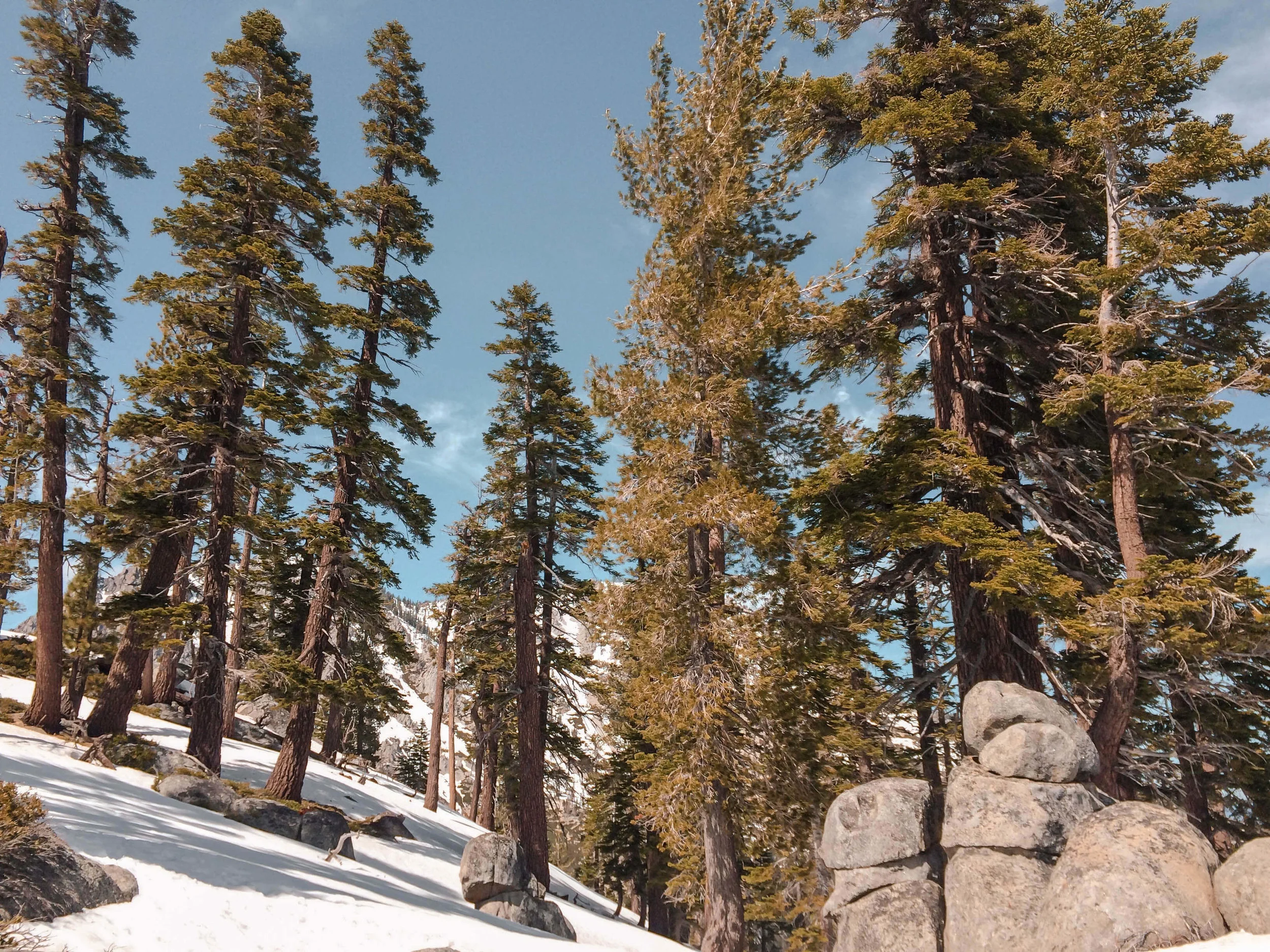 Reasons Lake Tahoe Is My Favorite Lake WIldlife