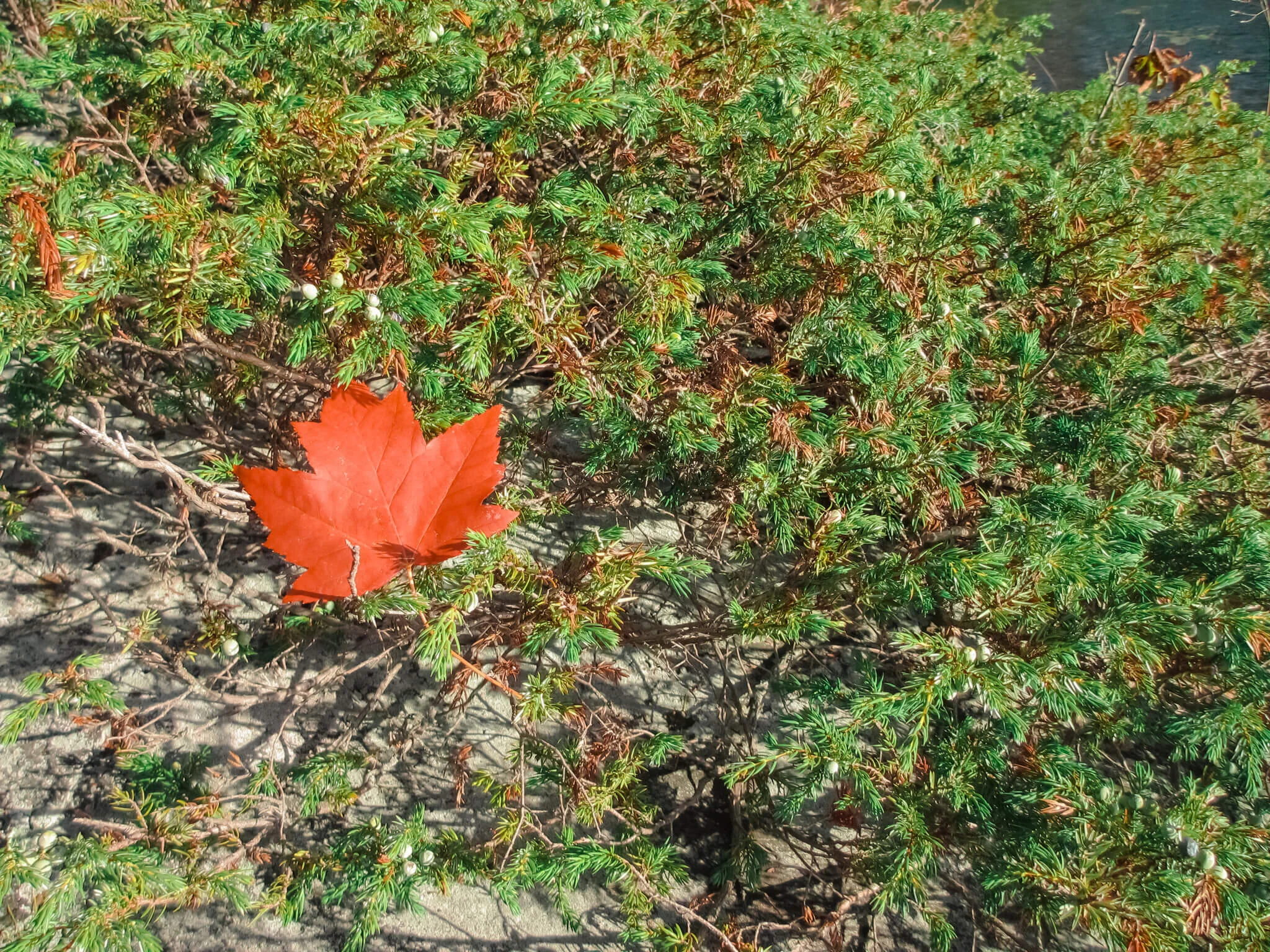 Why I Love Canada