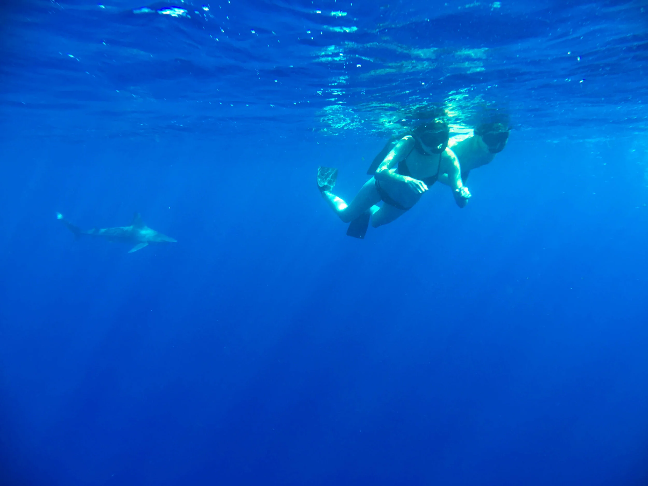 Shark Swimming In Hawaii