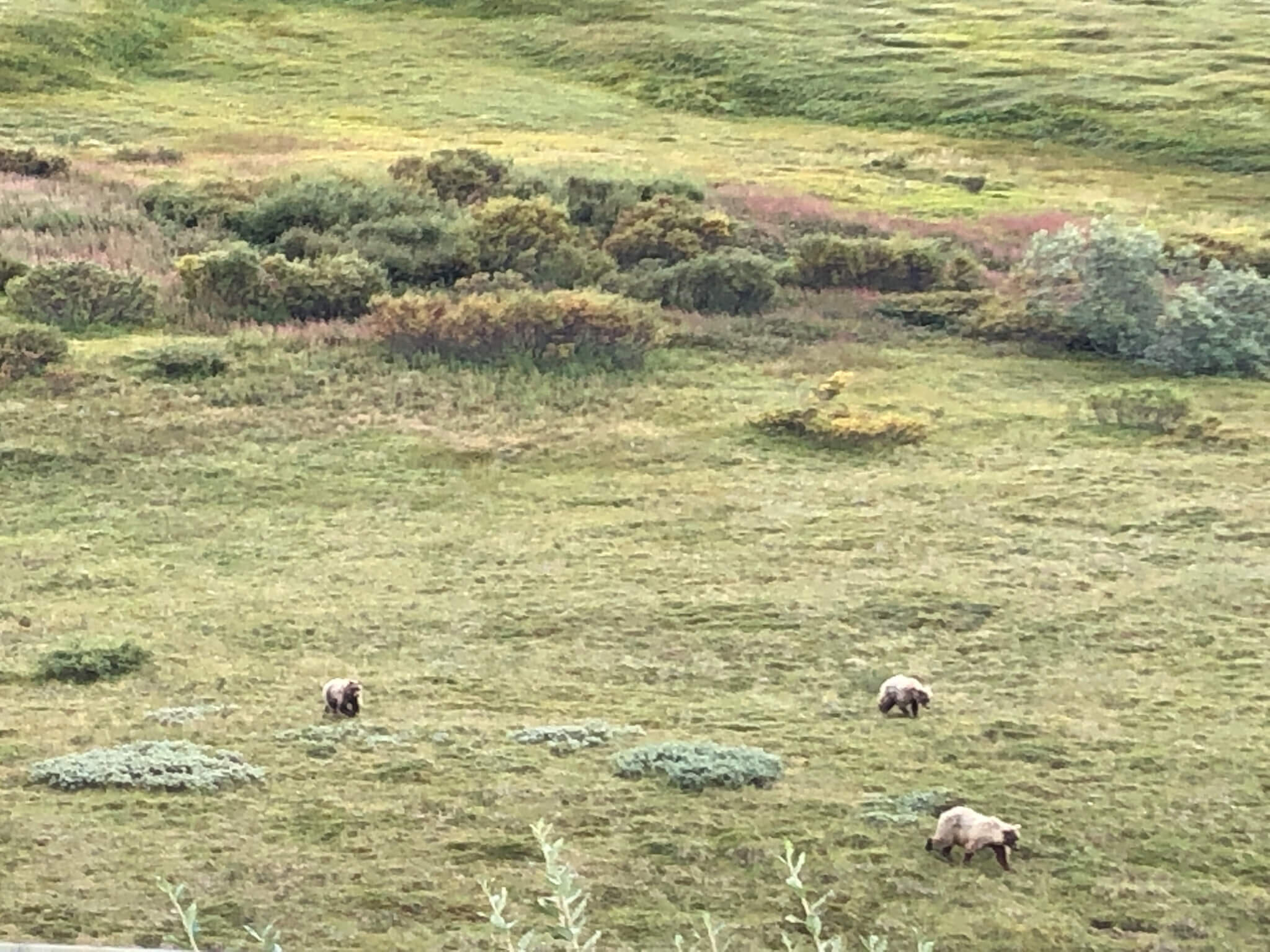 Things To Know Before Visiting Denali National Park