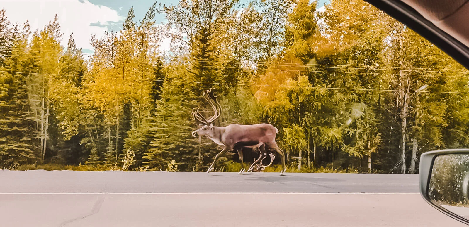 A Guide To Wildlife In Alaska
