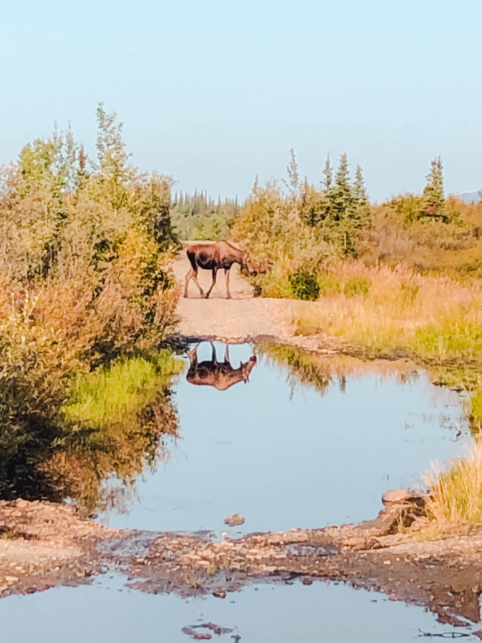 I Hiked To The Magic Bus - Alaska Travel Diary