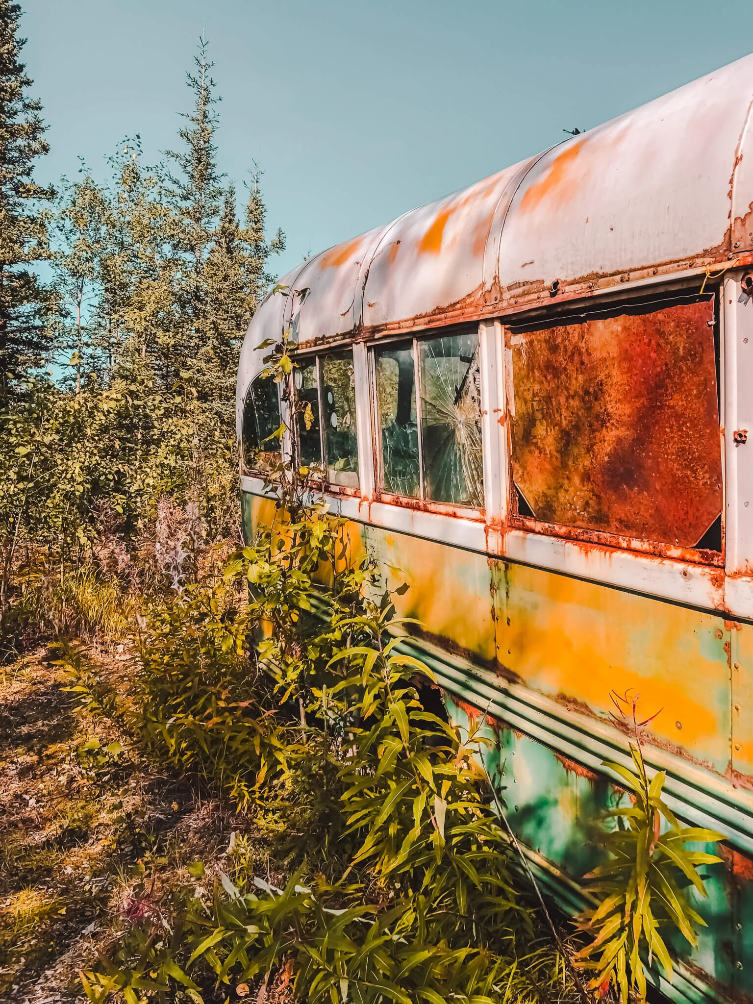 All You Want To Know About The Magic Bus — Kate Rebel