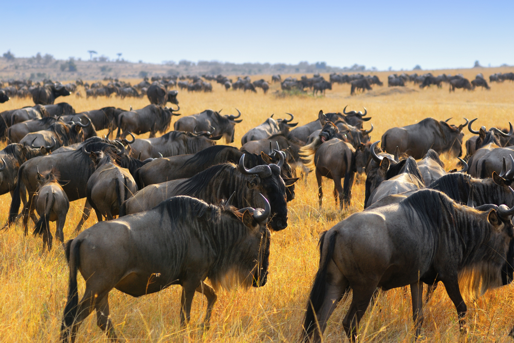 The Great Migration, Kenya