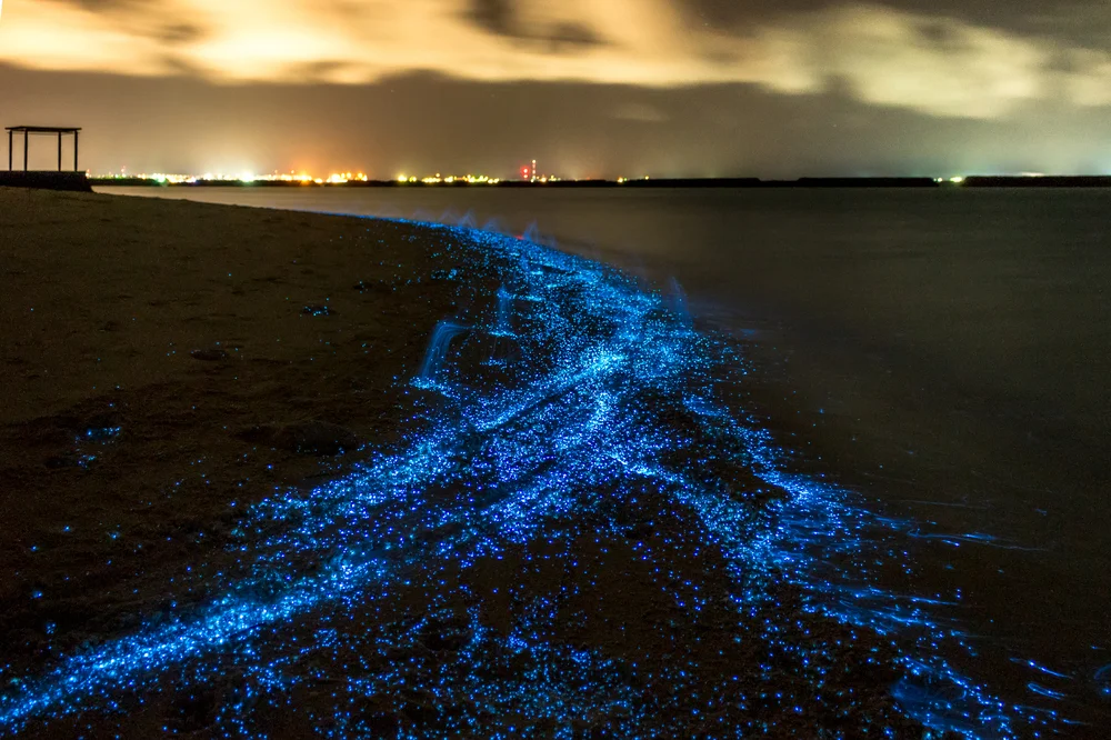 Sea of Stars, Maldives