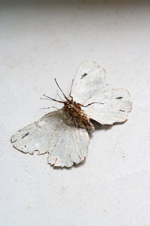 Moth.png